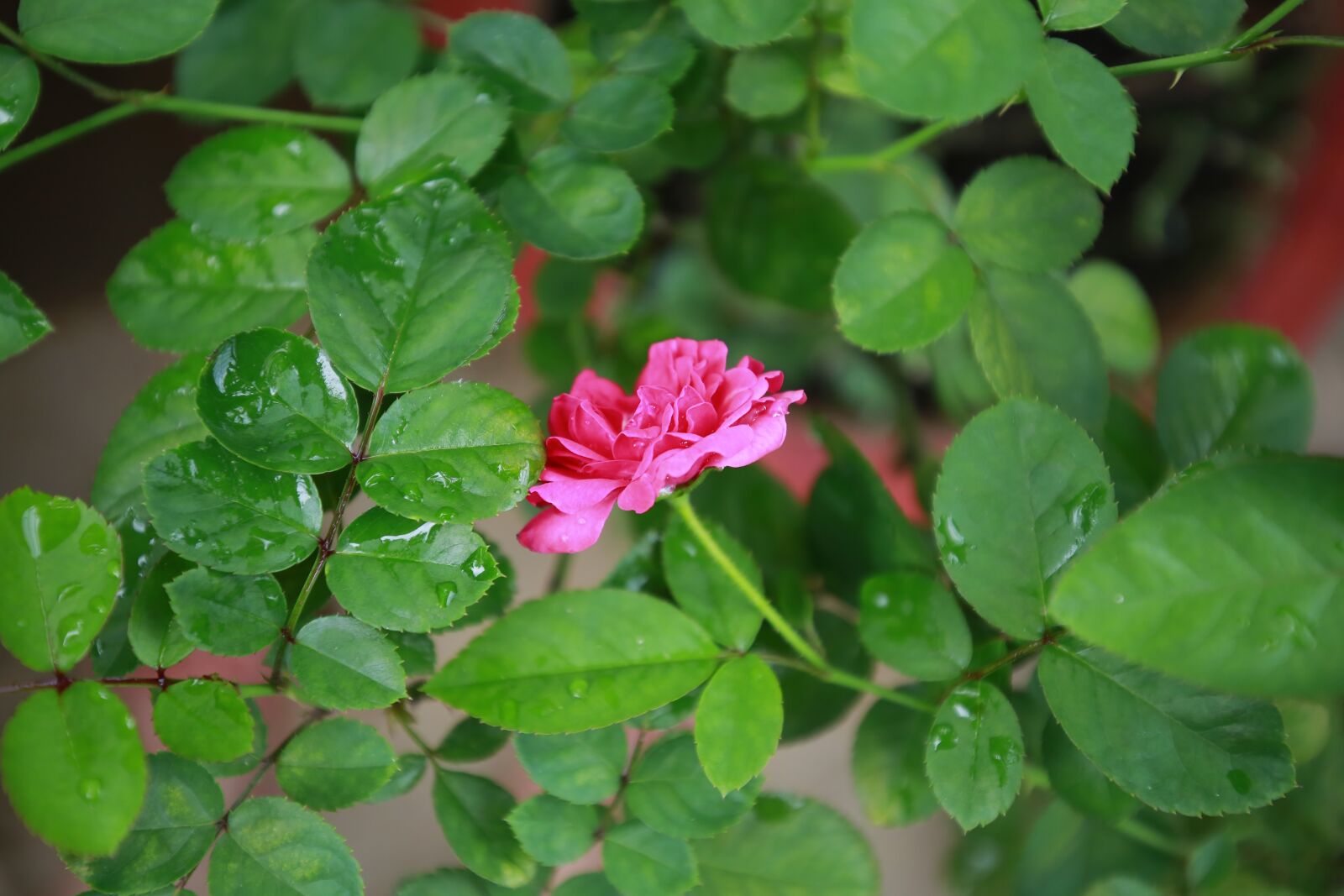 Canon EF 16-35mm F4L IS USM sample photo. Rose photography