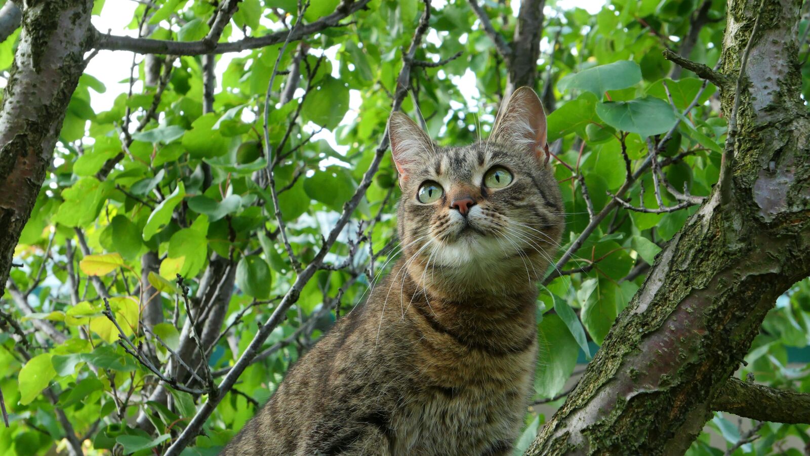 Panasonic Lumix DMC-LX10 (Lumix DMC-LX15) sample photo. Cat, tree, animals photography