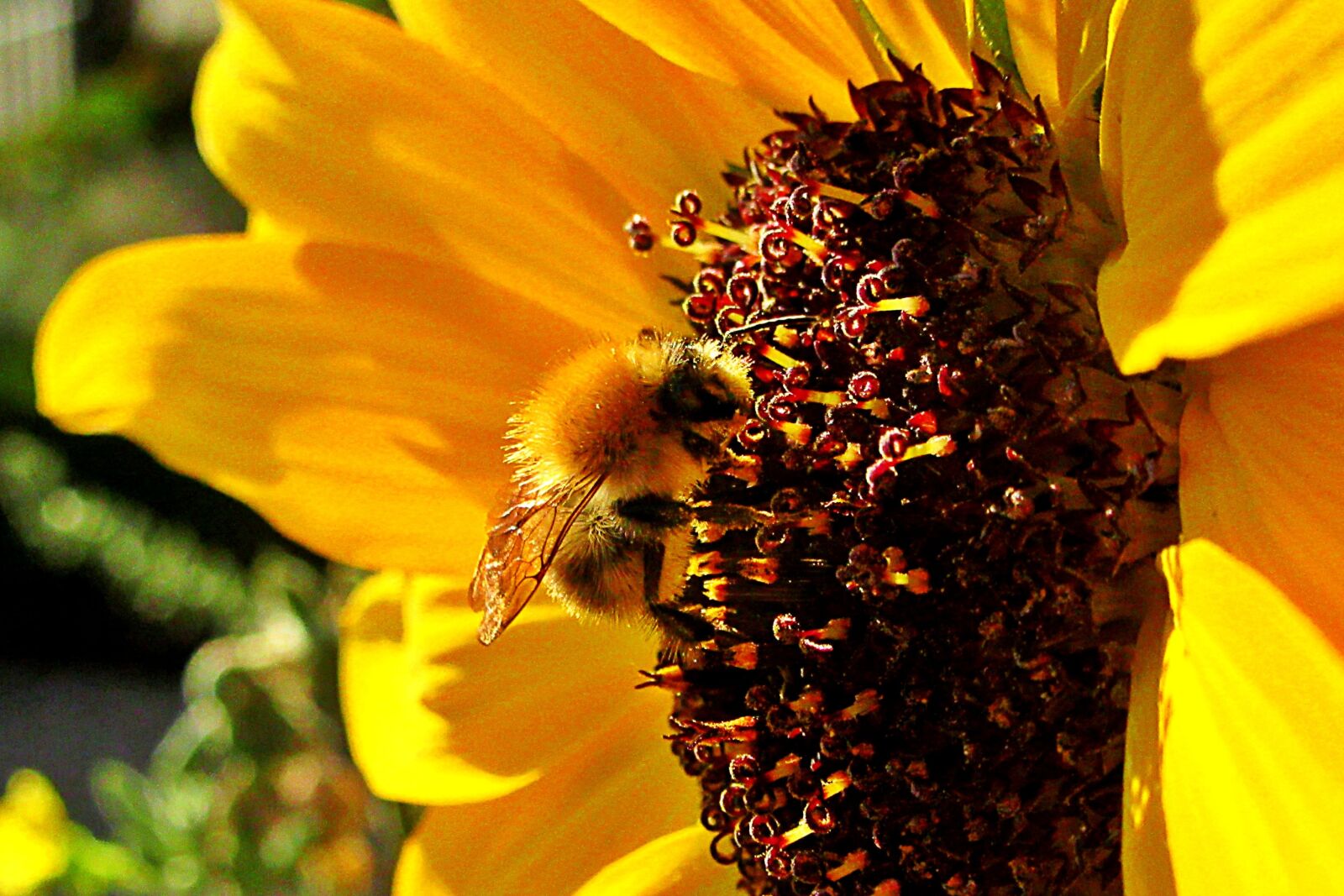 Canon PowerShot SX610 HS sample photo. Sunflower, bee, bumblebee photography