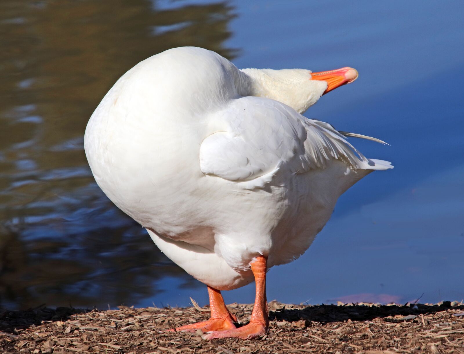 Canon EOS 800D (EOS Rebel T7i / EOS Kiss X9i) sample photo. Goose, bird, poultry photography