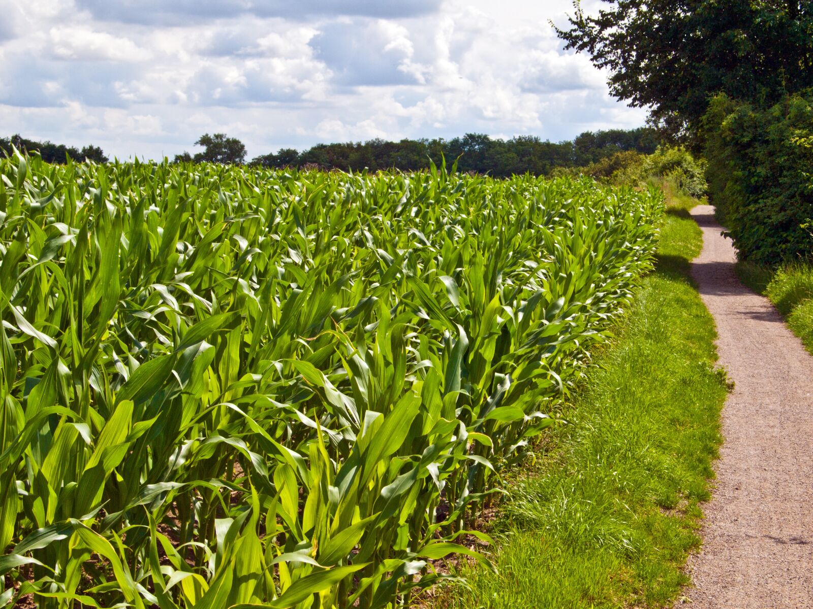 Olympus E-420 (EVOLT E-420) sample photo. Field, arable, green photography