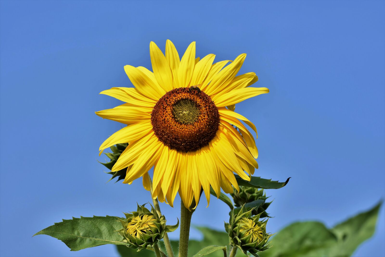 Nikon D7200 sample photo. Sunflower, blossom, bloom photography