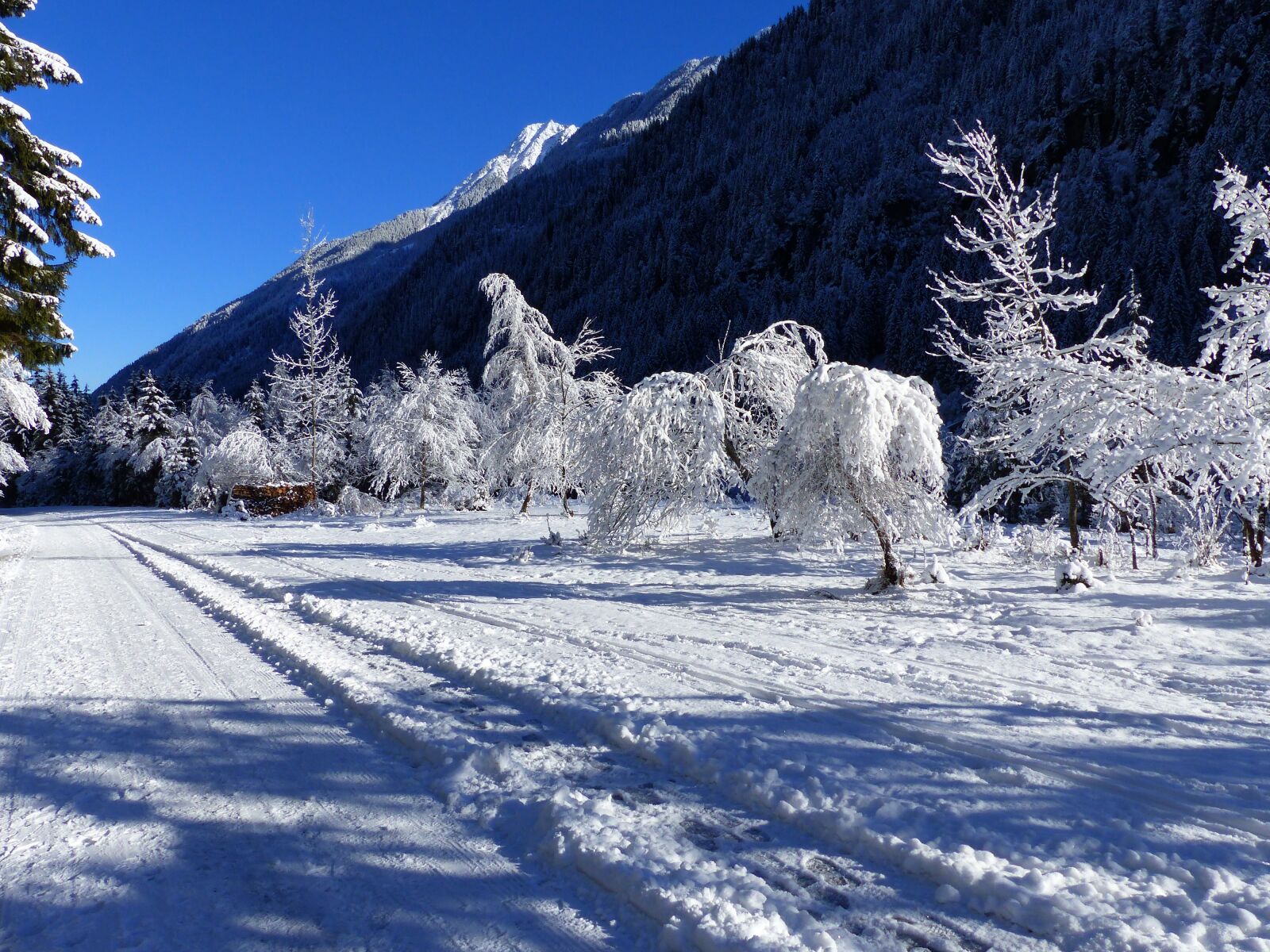 Panasonic Lumix DMC-FZ200 sample photo. Snow, ripe, wintry photography