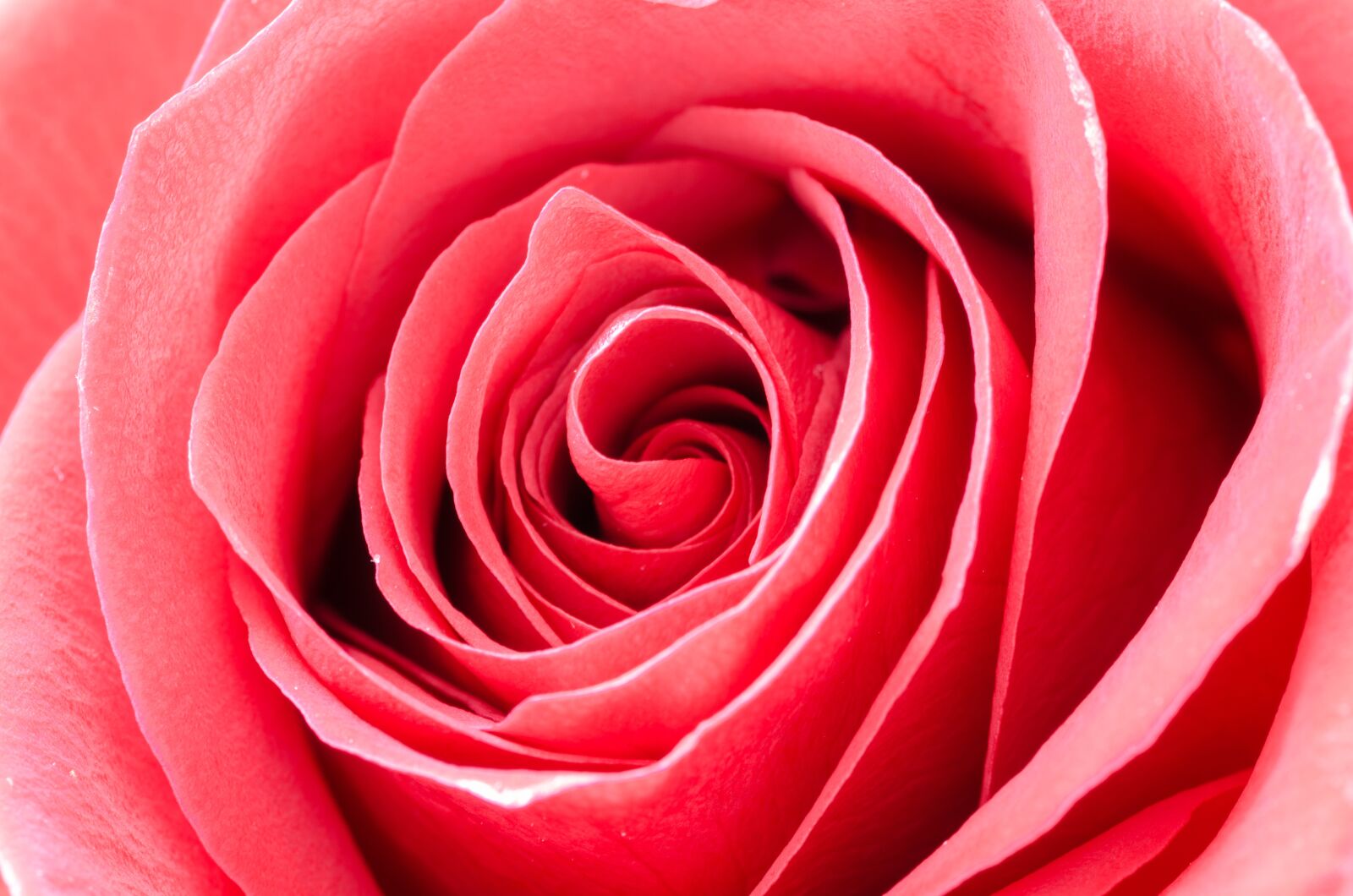 Nikon D5100 sample photo. Flower, rose, macro photography