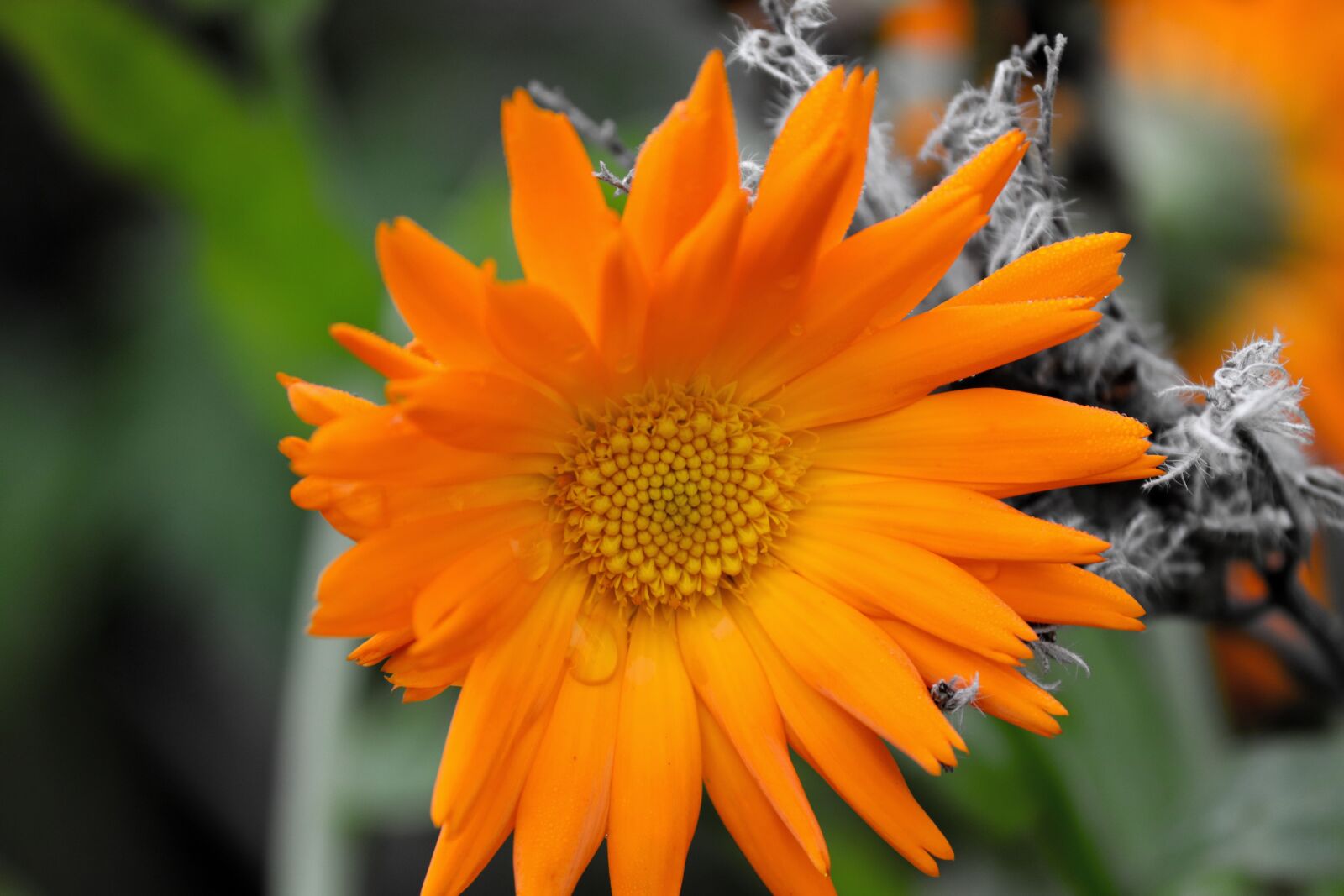 Canon EOS 200D (EOS Rebel SL2 / EOS Kiss X9) sample photo. Marigold, orange, calendula suffruticosa photography