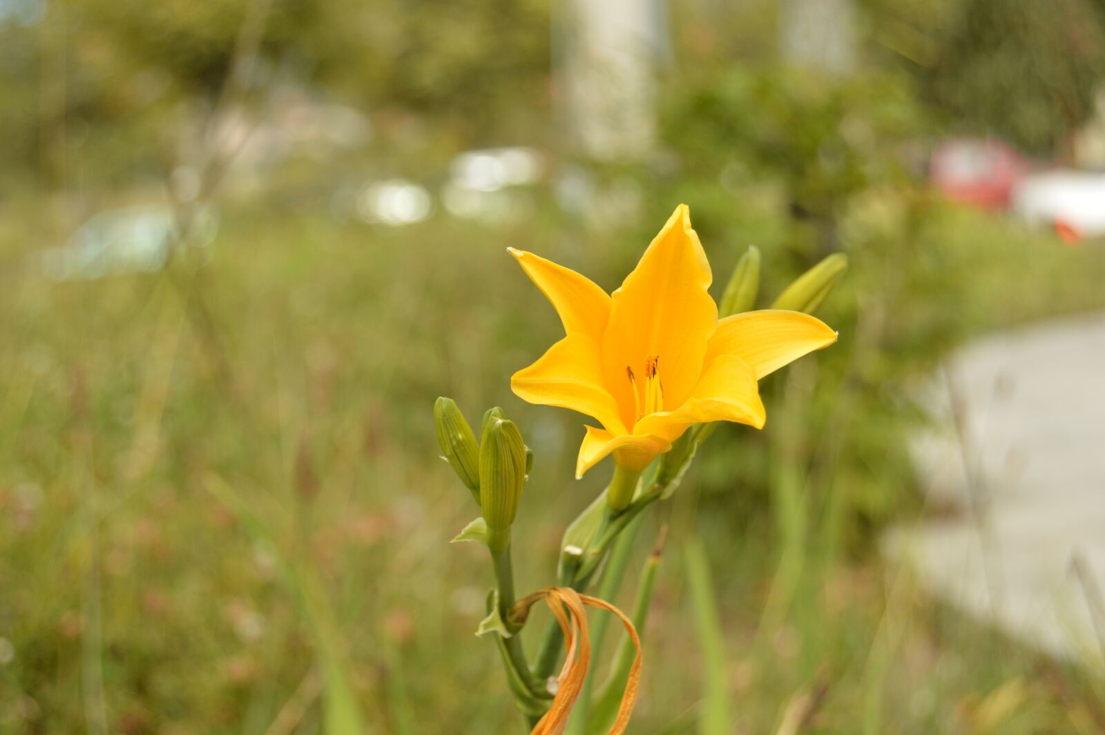 Nikon D3200 sample photo. Nature, flower, plants photography