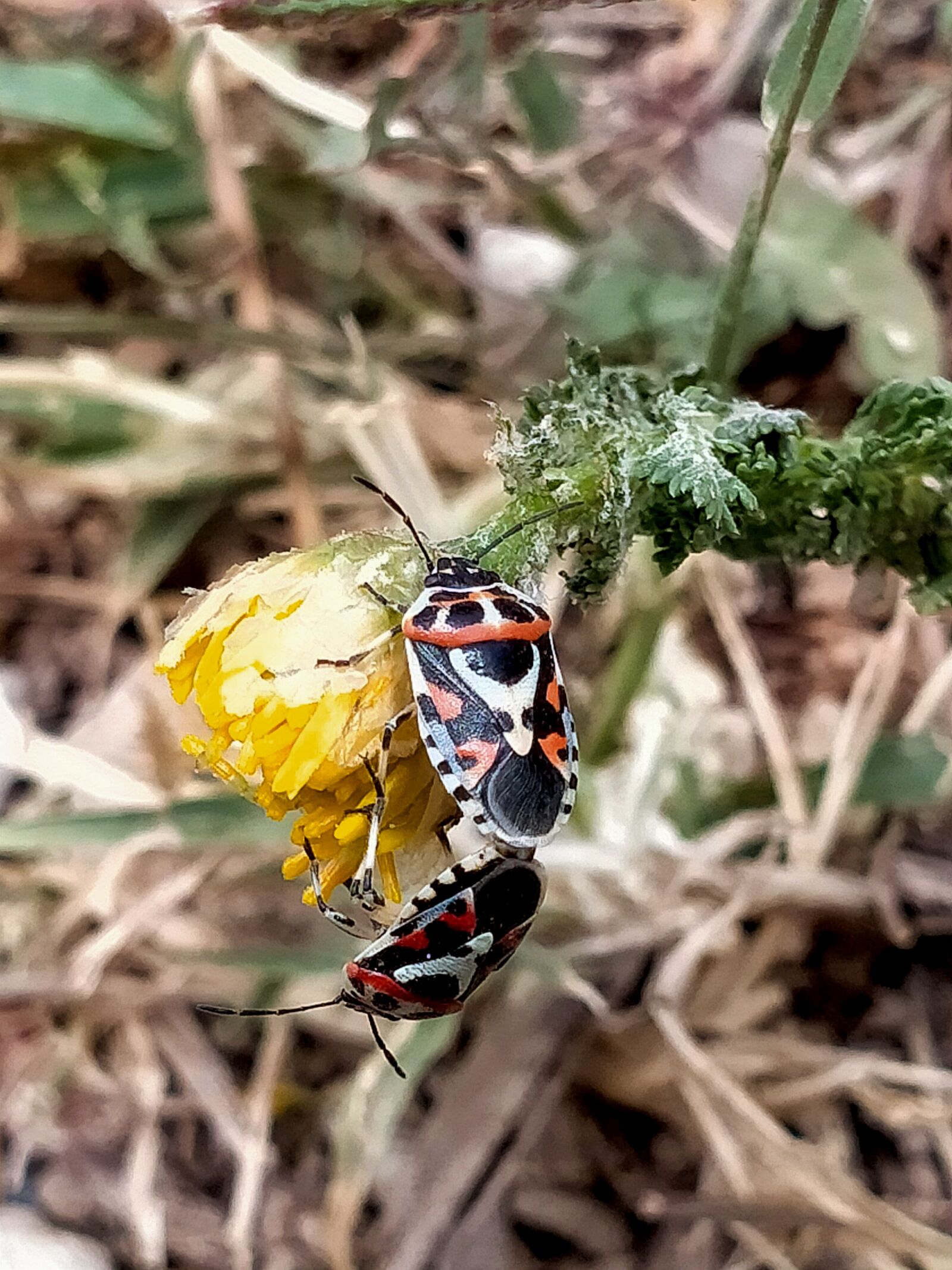 OPPO A5 2020 sample photo. Beautiful, colors, insects photography