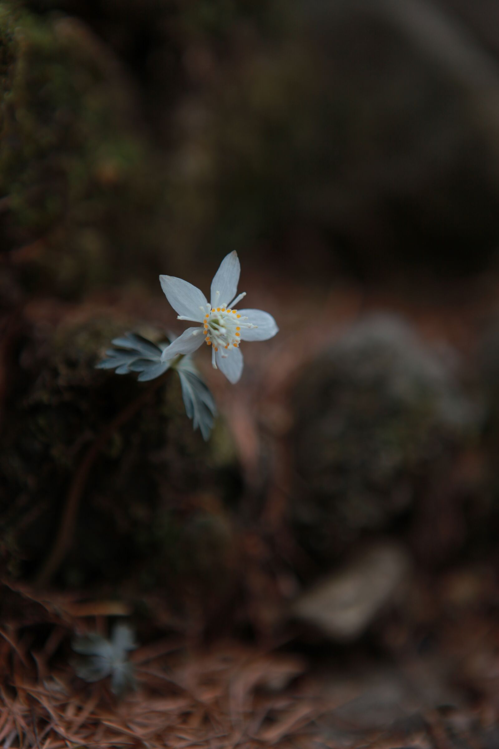 Canon EOS 5D Mark II sample photo. You also wind flower photography
