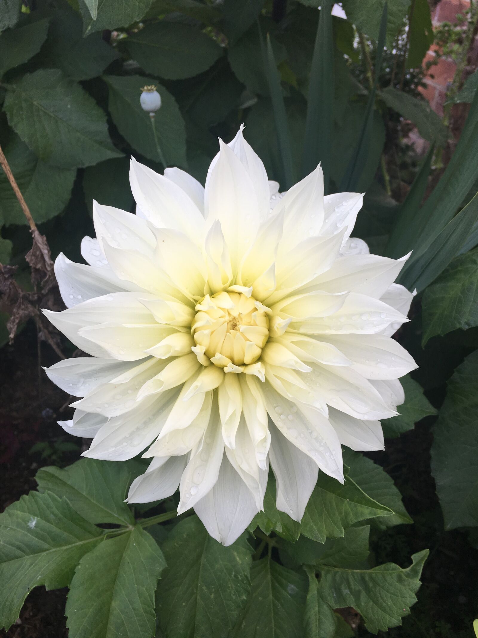 Apple iPhone 6s sample photo. Aster, white, flower photography