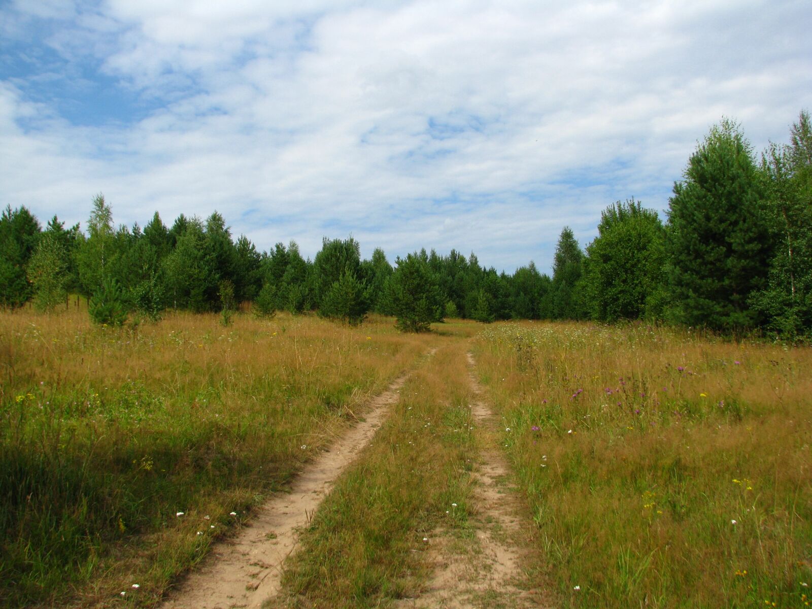 Canon POWERSHOT S5 IS sample photo. Summer, forest, glade photography
