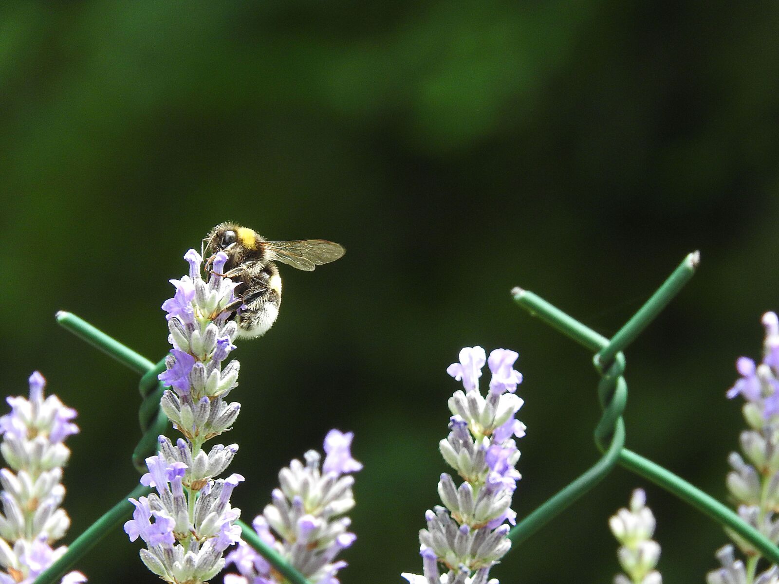 Nikon Coolpix P610 sample photo. Nature, bee, insects photography