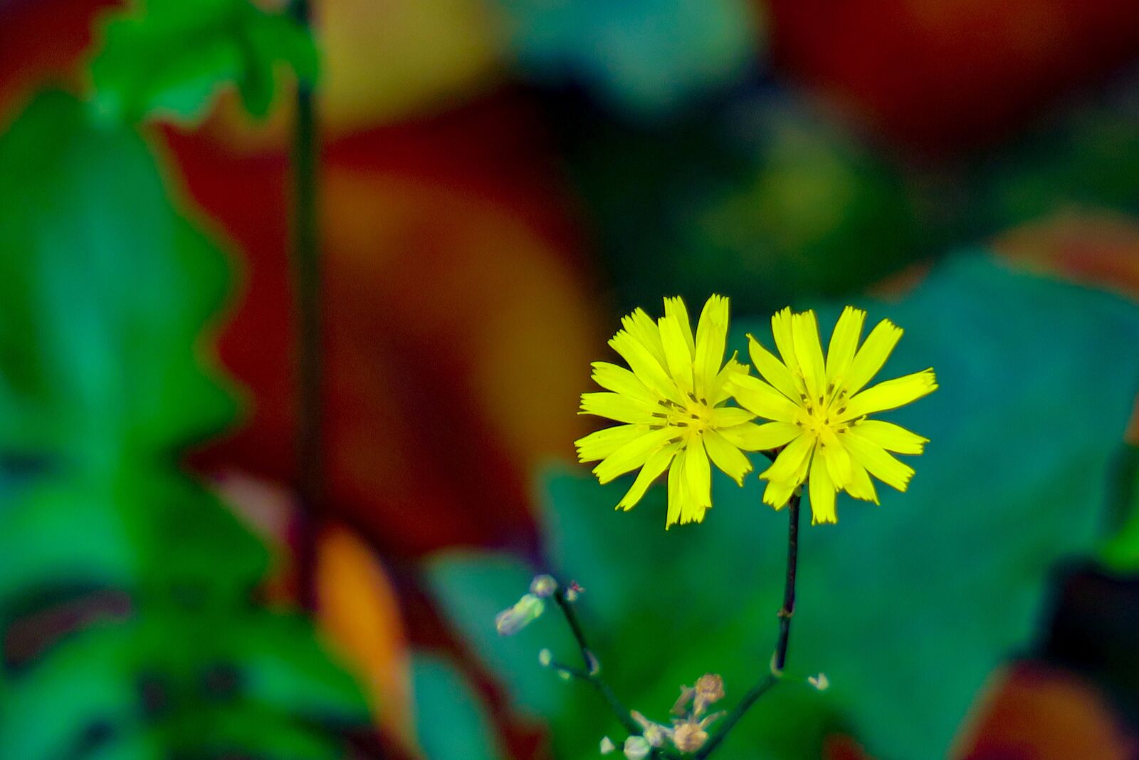 Canon PowerShot G3 X sample photo. Nature, plant, flower photography