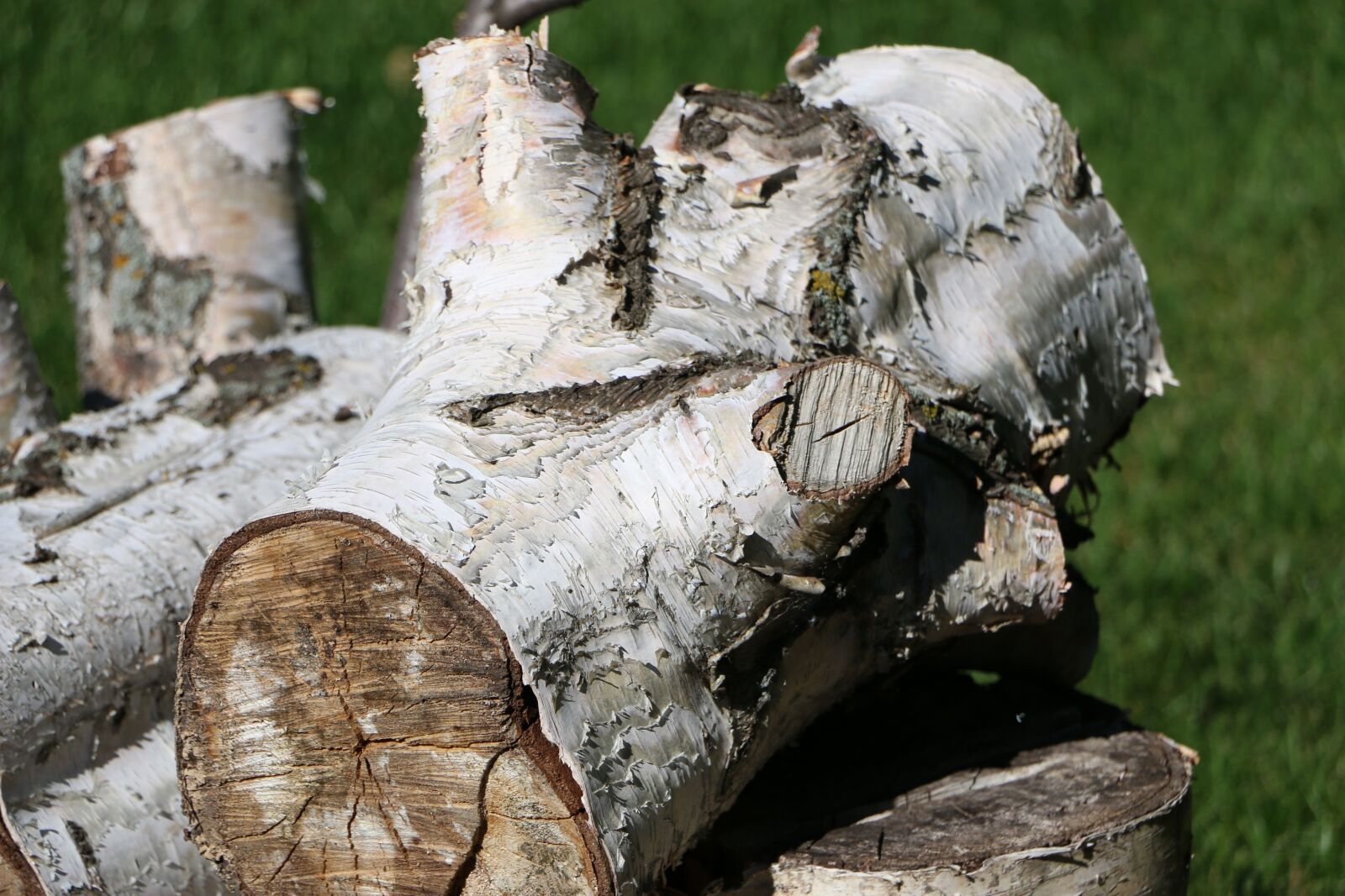 Canon EOS 70D sample photo. Birch, log, wood photography