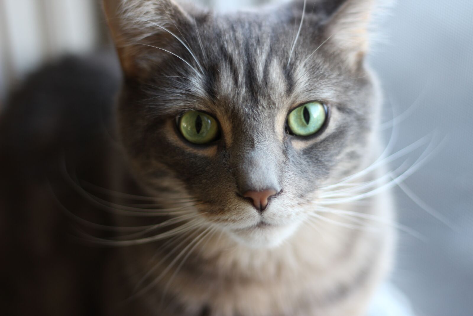 Canon EOS 600D (Rebel EOS T3i / EOS Kiss X5) + Canon EF 50mm F1.8 II sample photo. Cat, animal, domestic animal photography