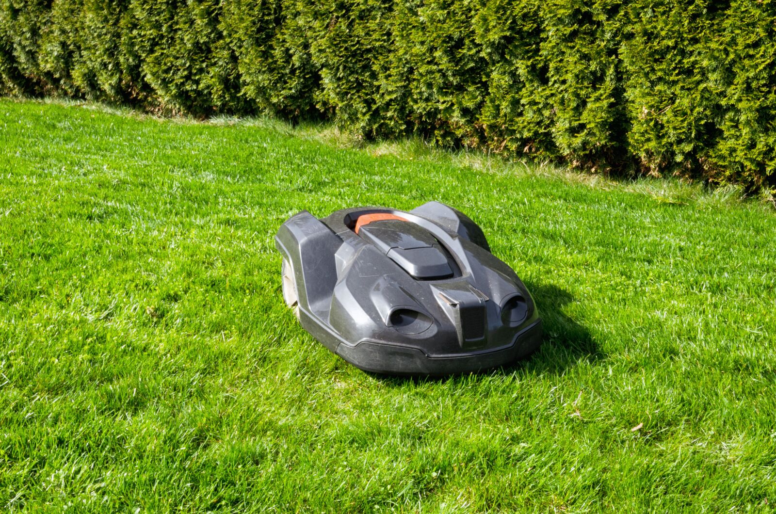 Nikon D5100 sample photo. Grass, rush, summer photography