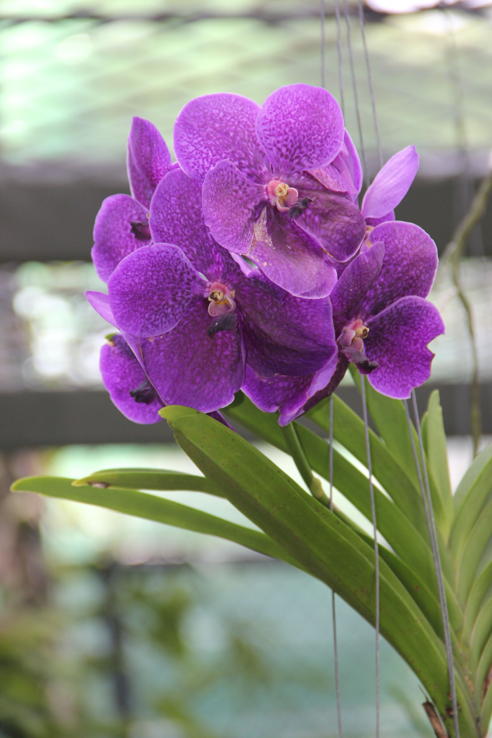 Canon EOS 60D sample photo. Purple, orchid, bloom photography
