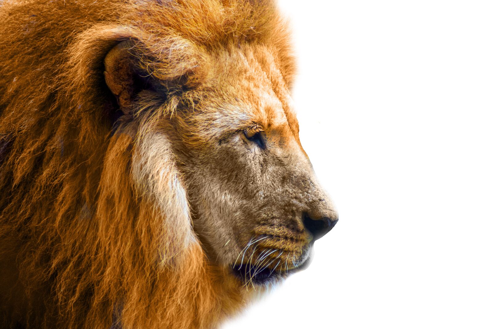 Nikon D5300 sample photo. Lion, boss, animal world photography