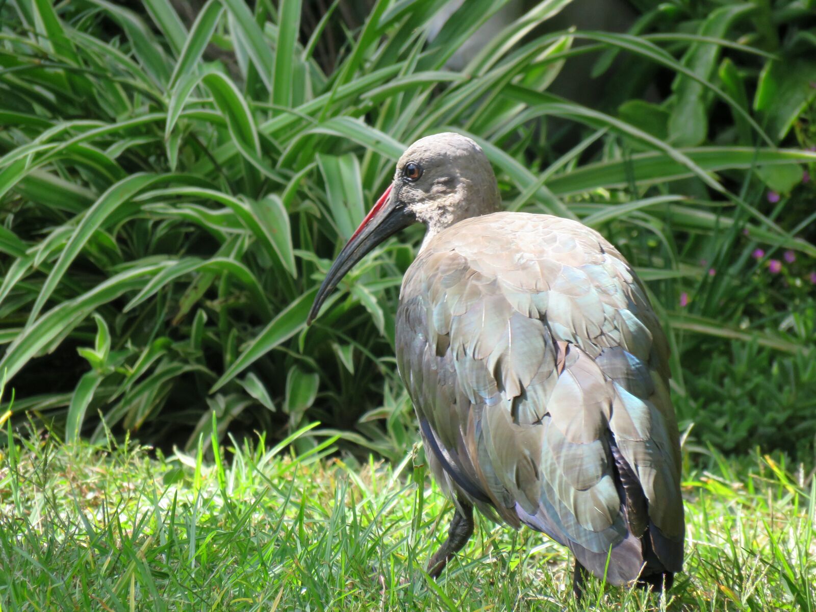 Canon PowerShot SX60 HS sample photo. Bird, hadeda, hadeda ibis photography