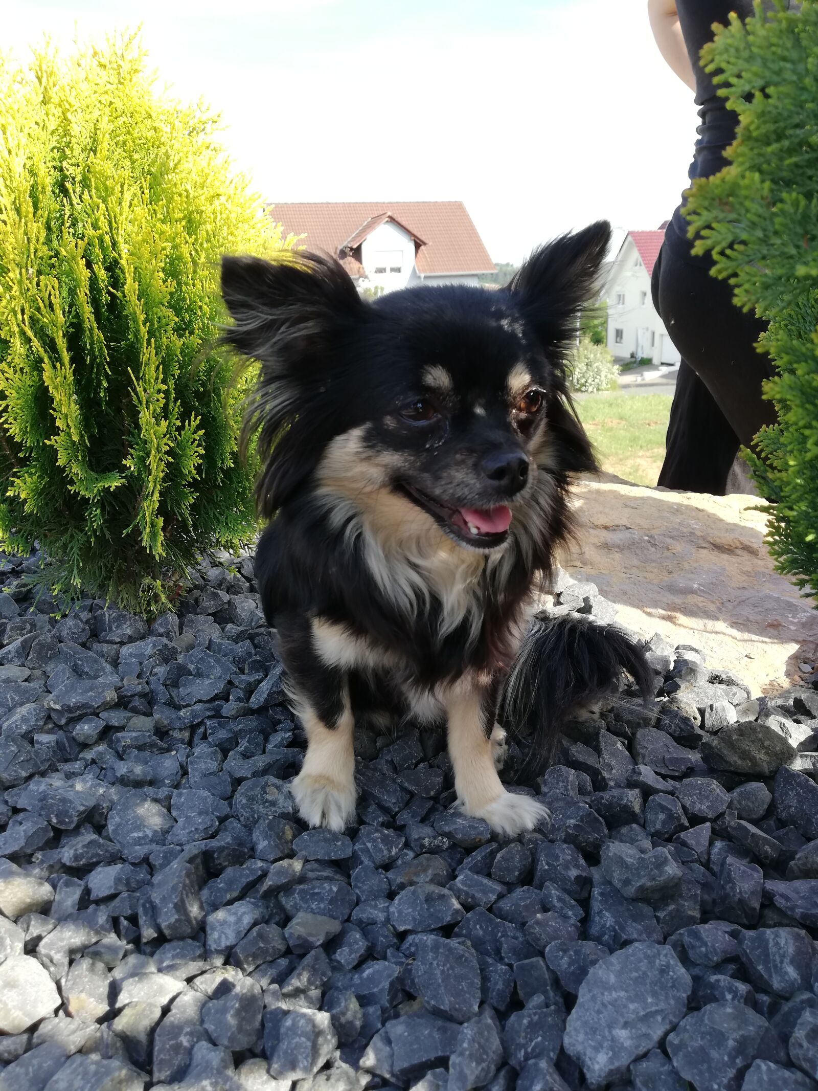 HUAWEI P20 lite sample photo. Dog, chihuahua, race photography