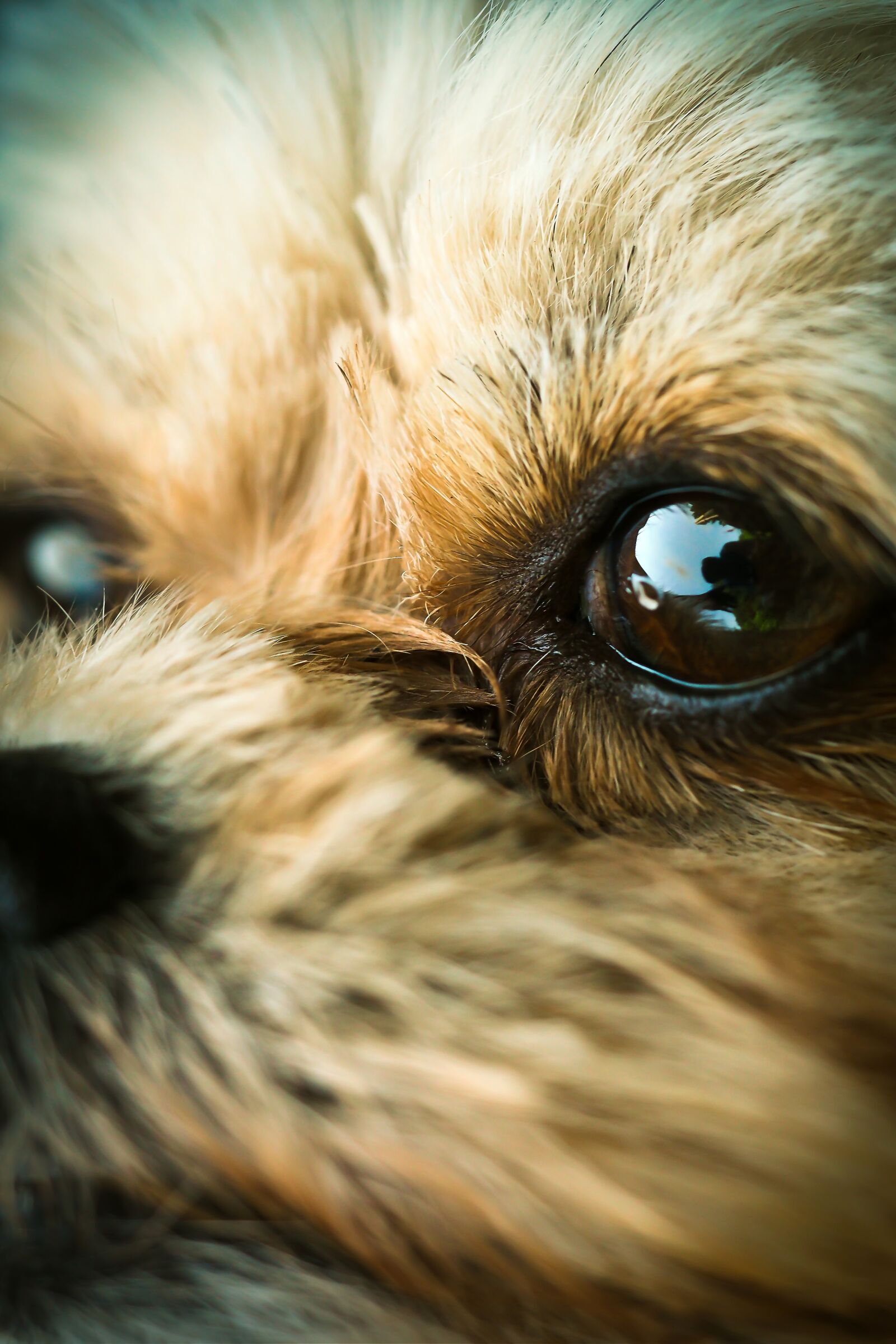Olympus OM-D E-M10 sample photo. Dog, animal, pet photography