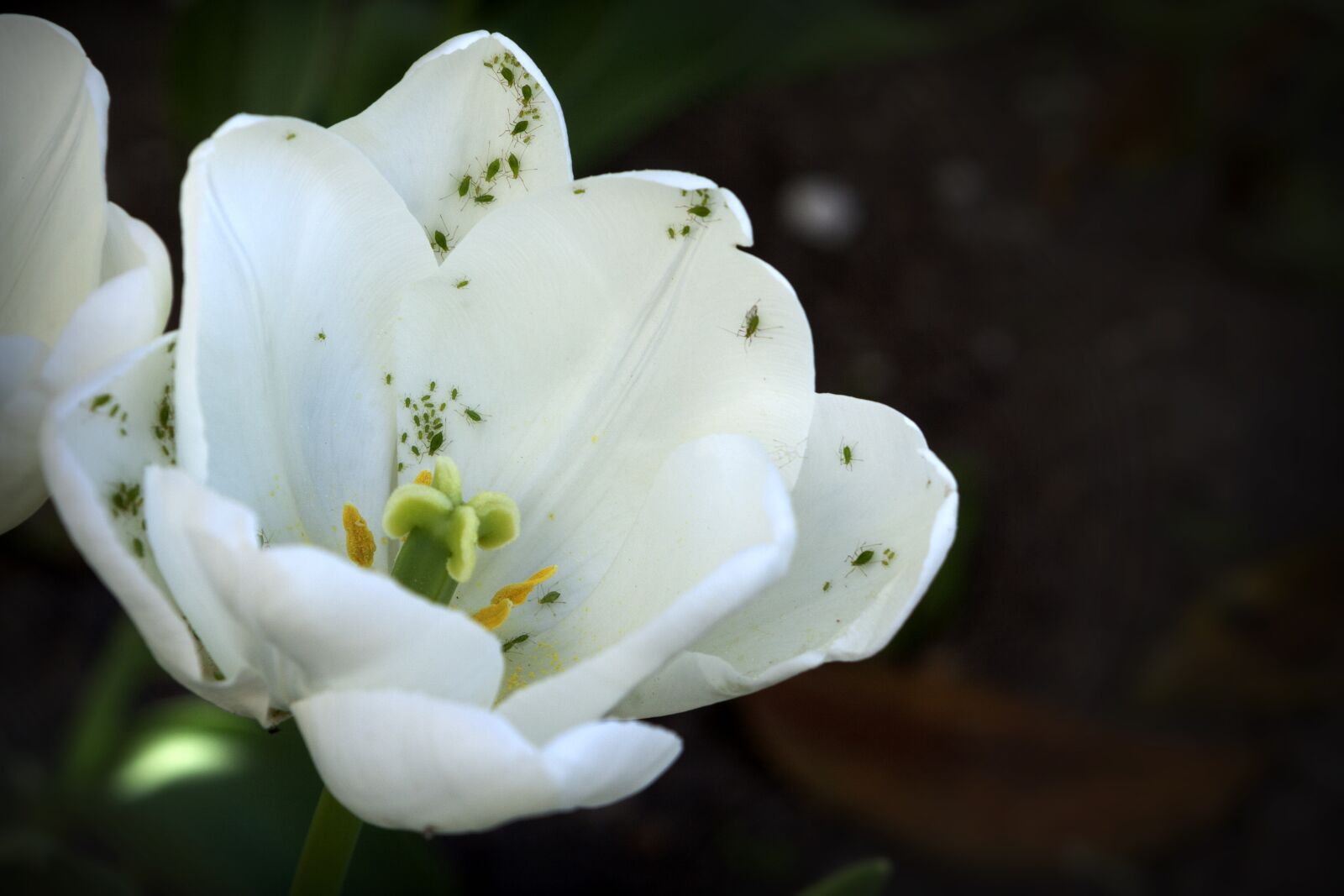 Canon EOS 350D (EOS Digital Rebel XT / EOS Kiss Digital N) sample photo. Flower, nature, spring photography