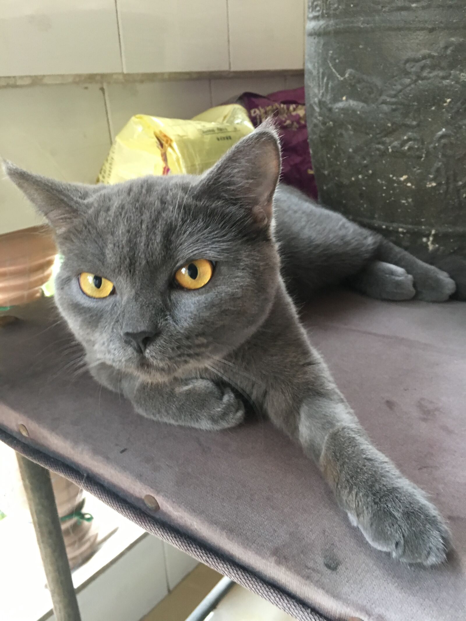 Apple iPhone 6s sample photo. Cat, blue cat, british photography