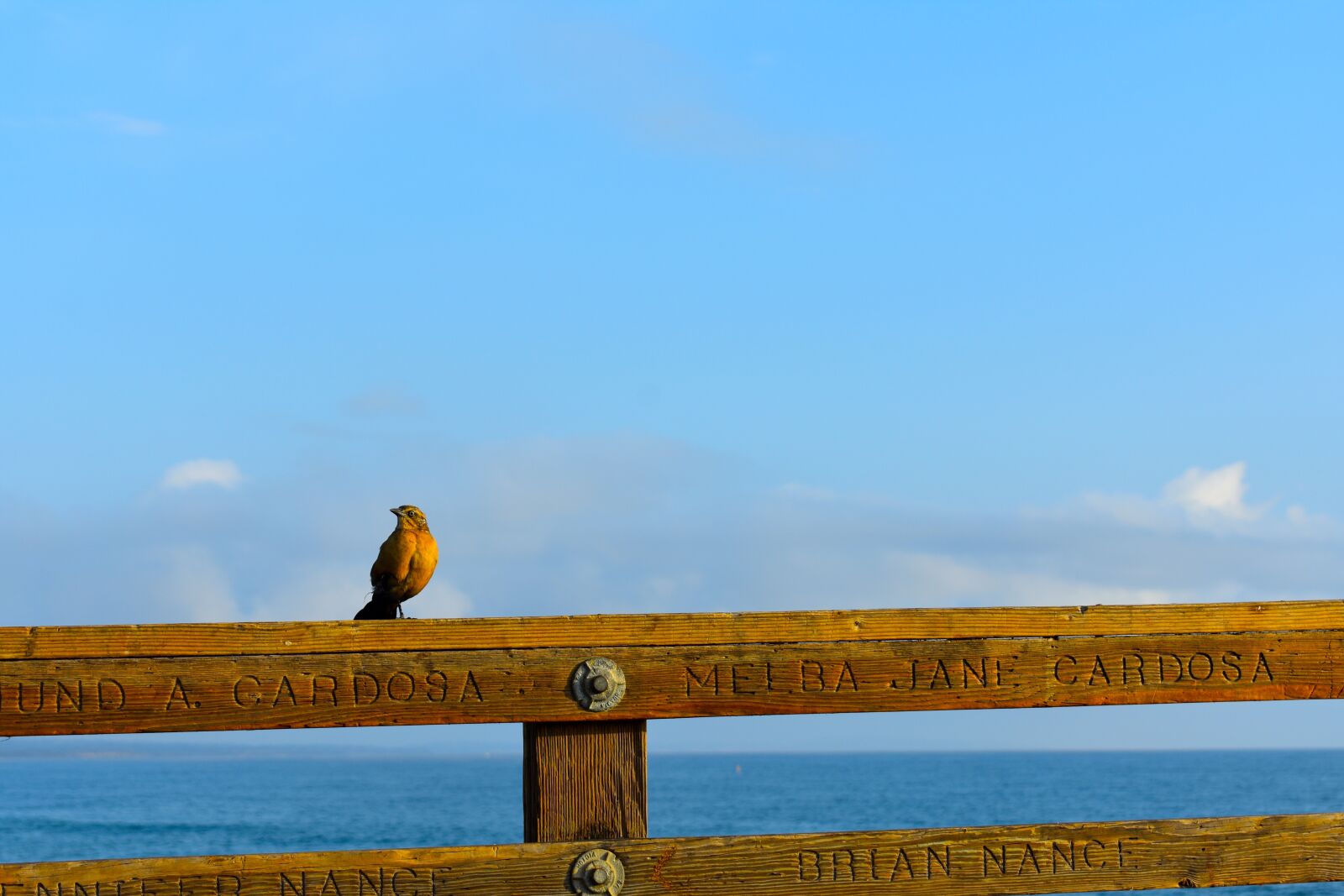 Nikon D3400 sample photo. Bird, fence, beach photography