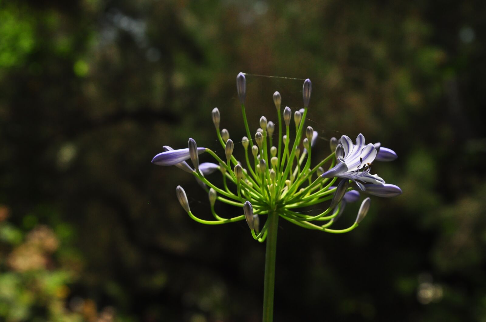 Nikon D90 sample photo. Flower, tropical, macro photography
