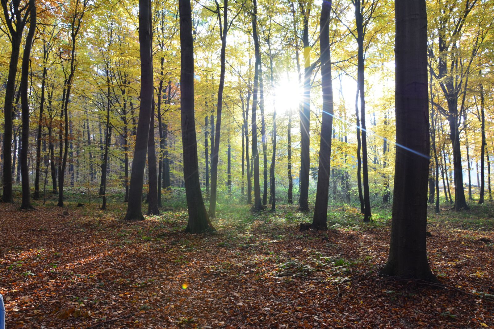 Nikon D5200 sample photo. Forest, autumn, tree photography