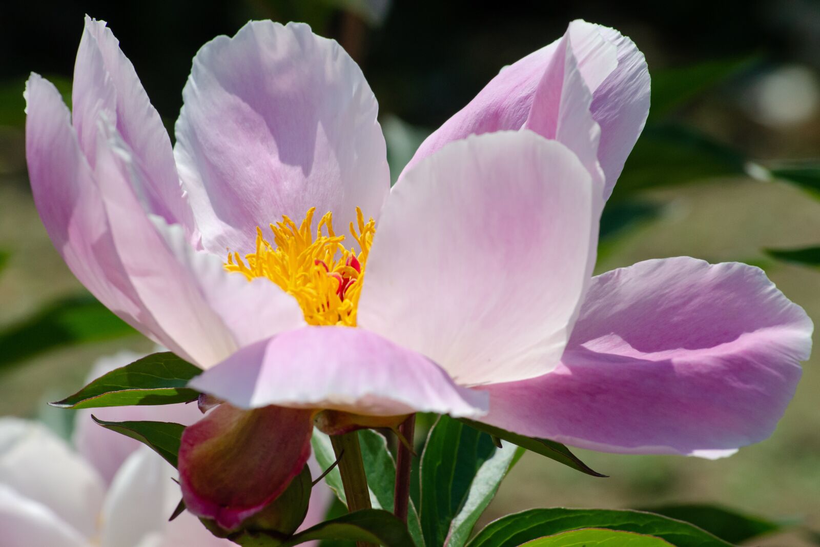 Tamron AF 55-200mm F4-5.6 Di II LD Macro sample photo. Peony, blossom, bloom photography