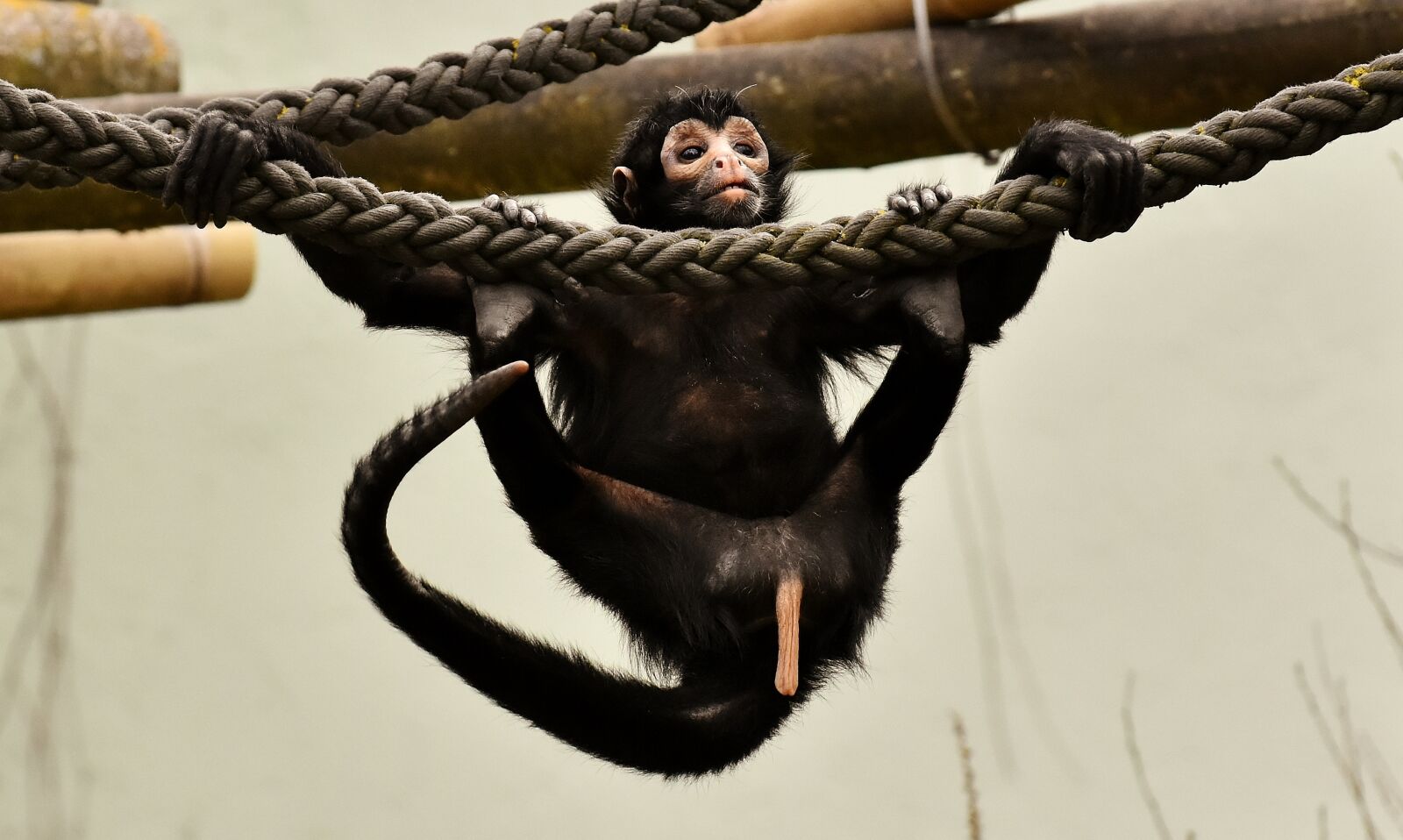 Nikon D7200 sample photo. Ape, funny, cute photography