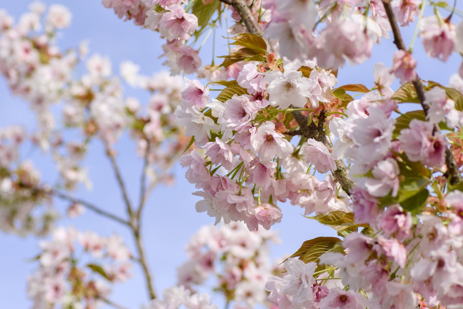 Nikon D7200 sample photo
