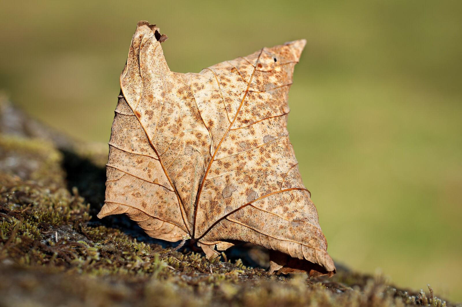 Nikon D90 sample photo. Leaf, leaves, autumn photography