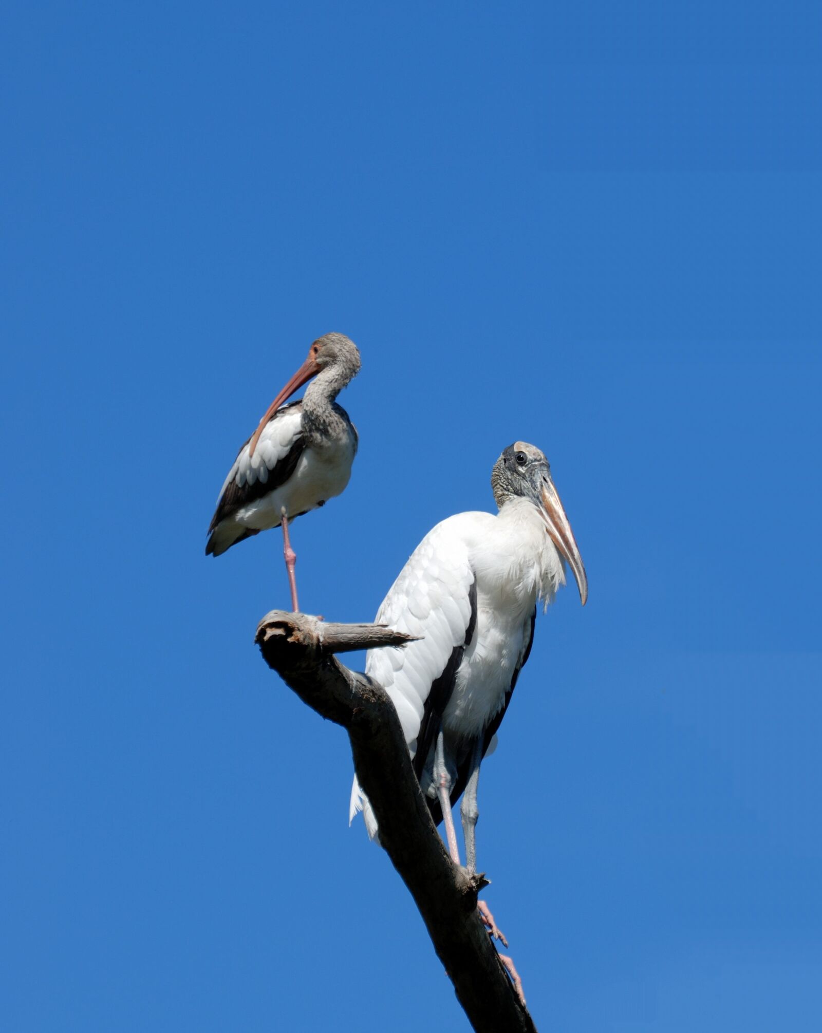 Nikon D200 sample photo. Wood stork, ibis, birds photography