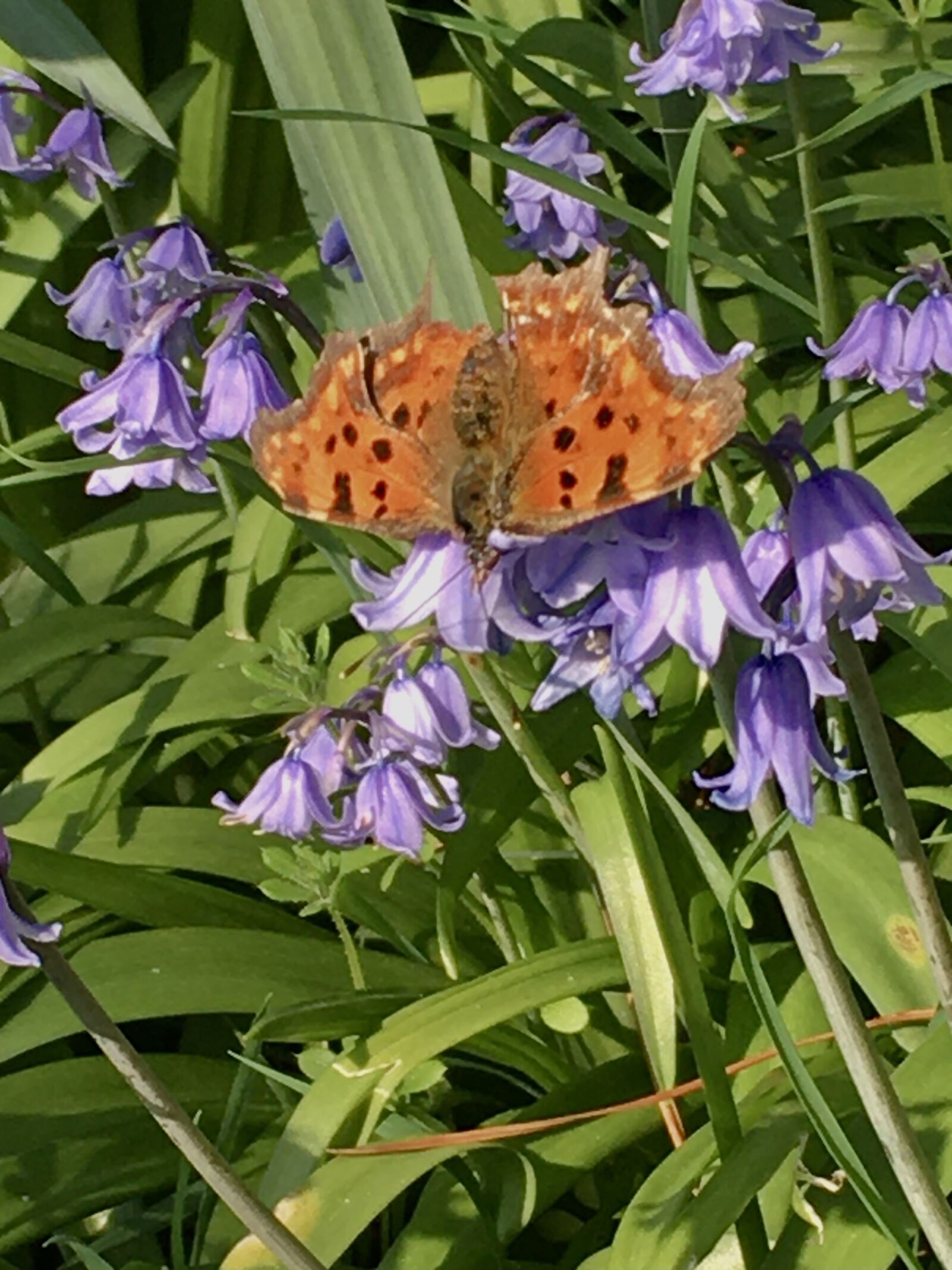 iPhone 6s back camera 4.15mm f/2.2 sample photo. Comma butterfly, weymouth, uk photography