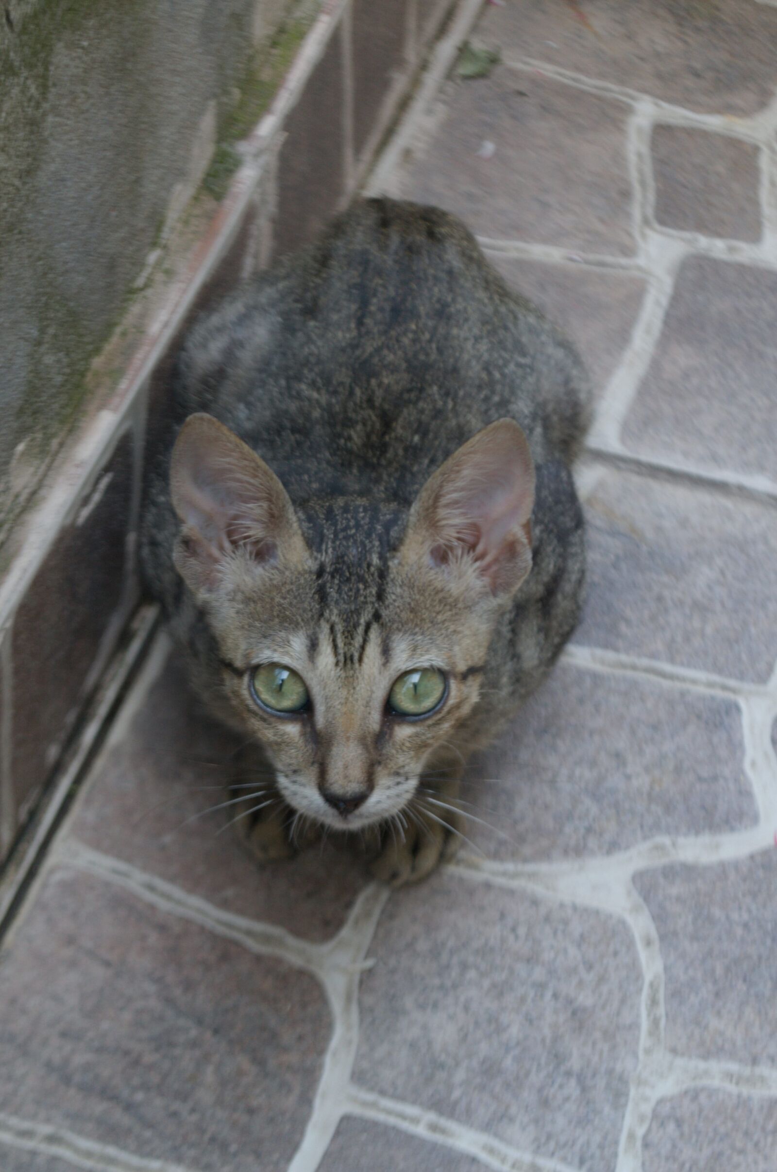 Nikon D3100 sample photo. Kitty, green eyes, cat photography