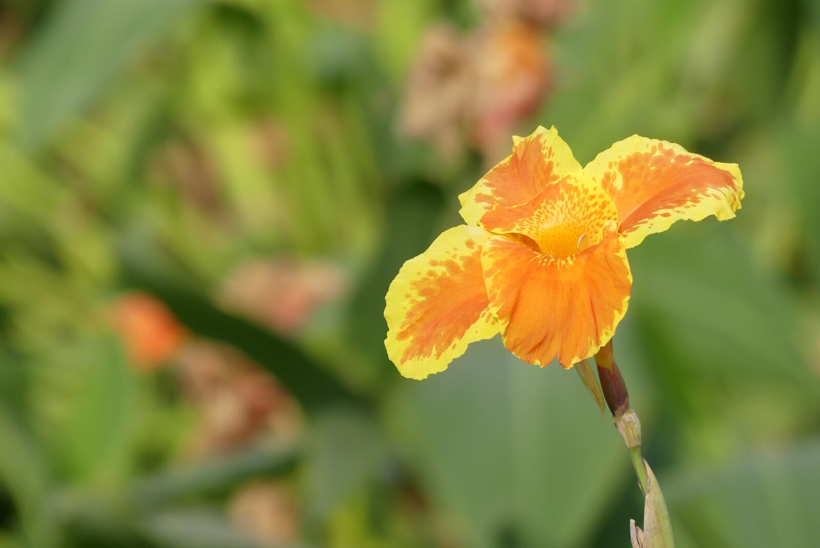 Panasonic Lumix DMC-FZ300 sample photo. Lily, india, flower photography