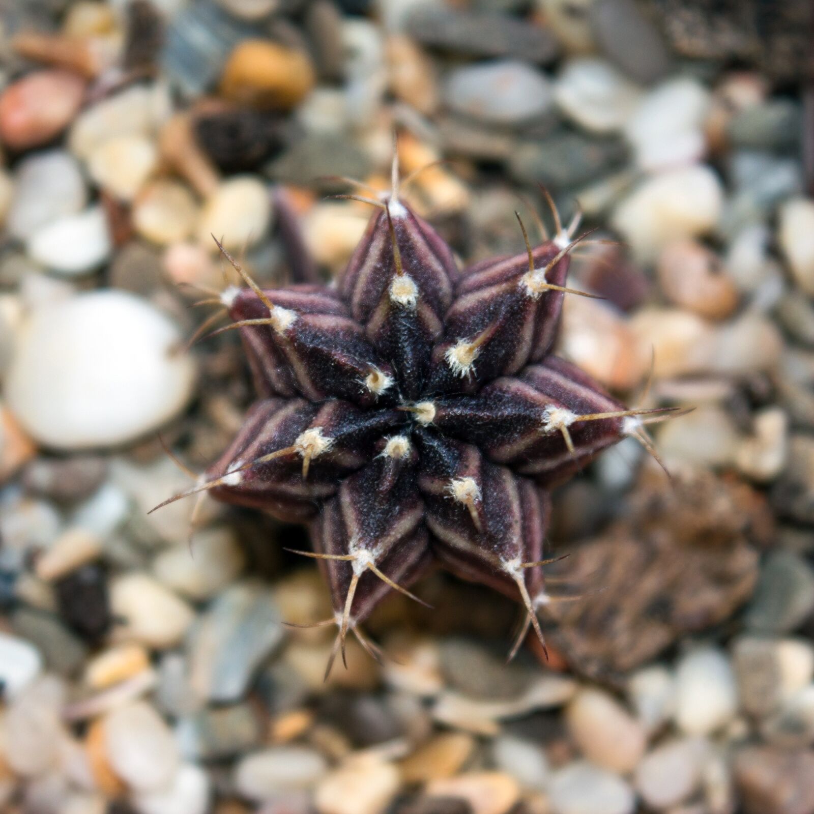 Nikon D3200 sample photo. Cactus, succulent, plant photography