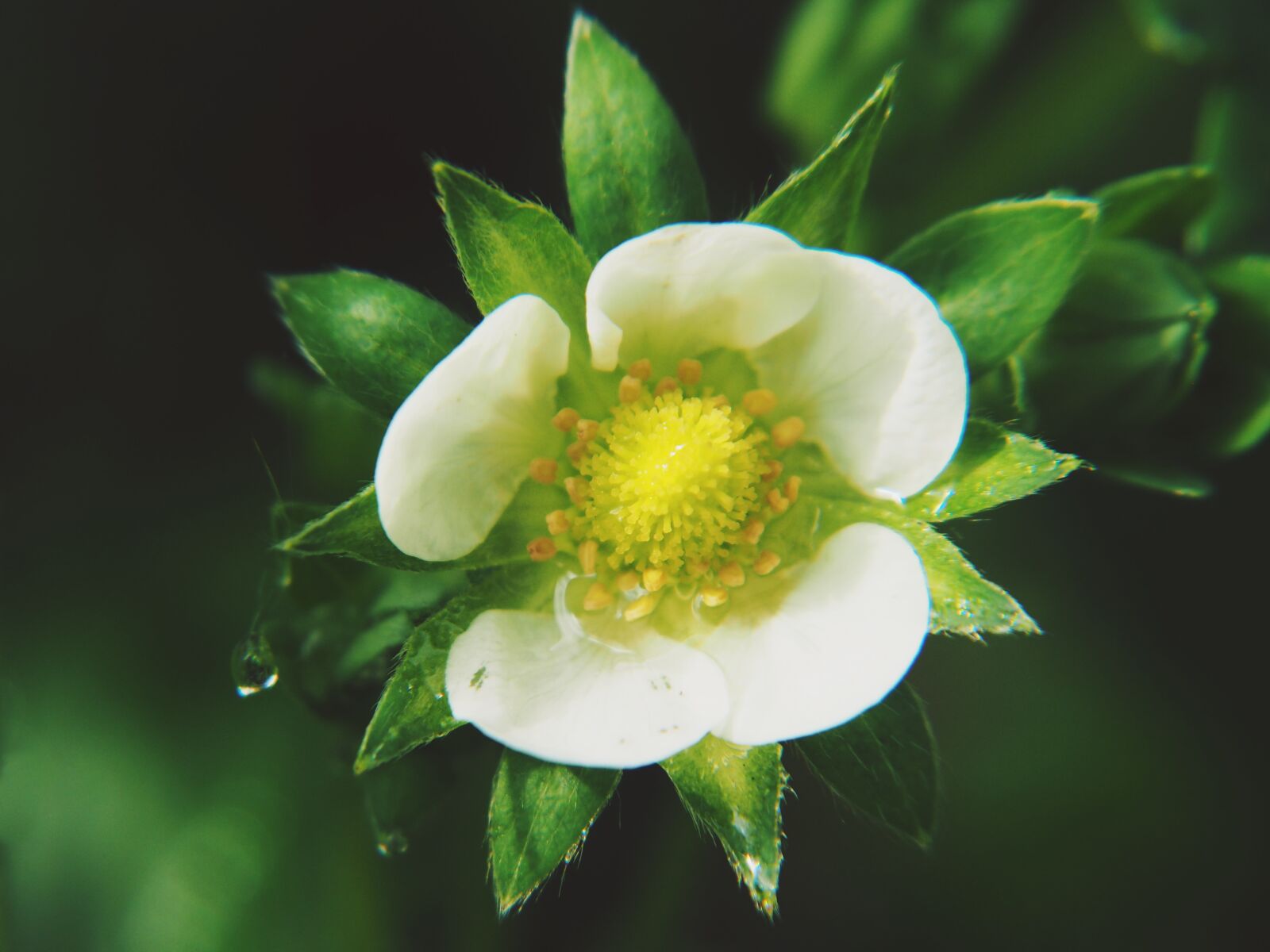 Olympus OM-D E-M10 sample photo. Strawberry, strawberry flower, eat photography