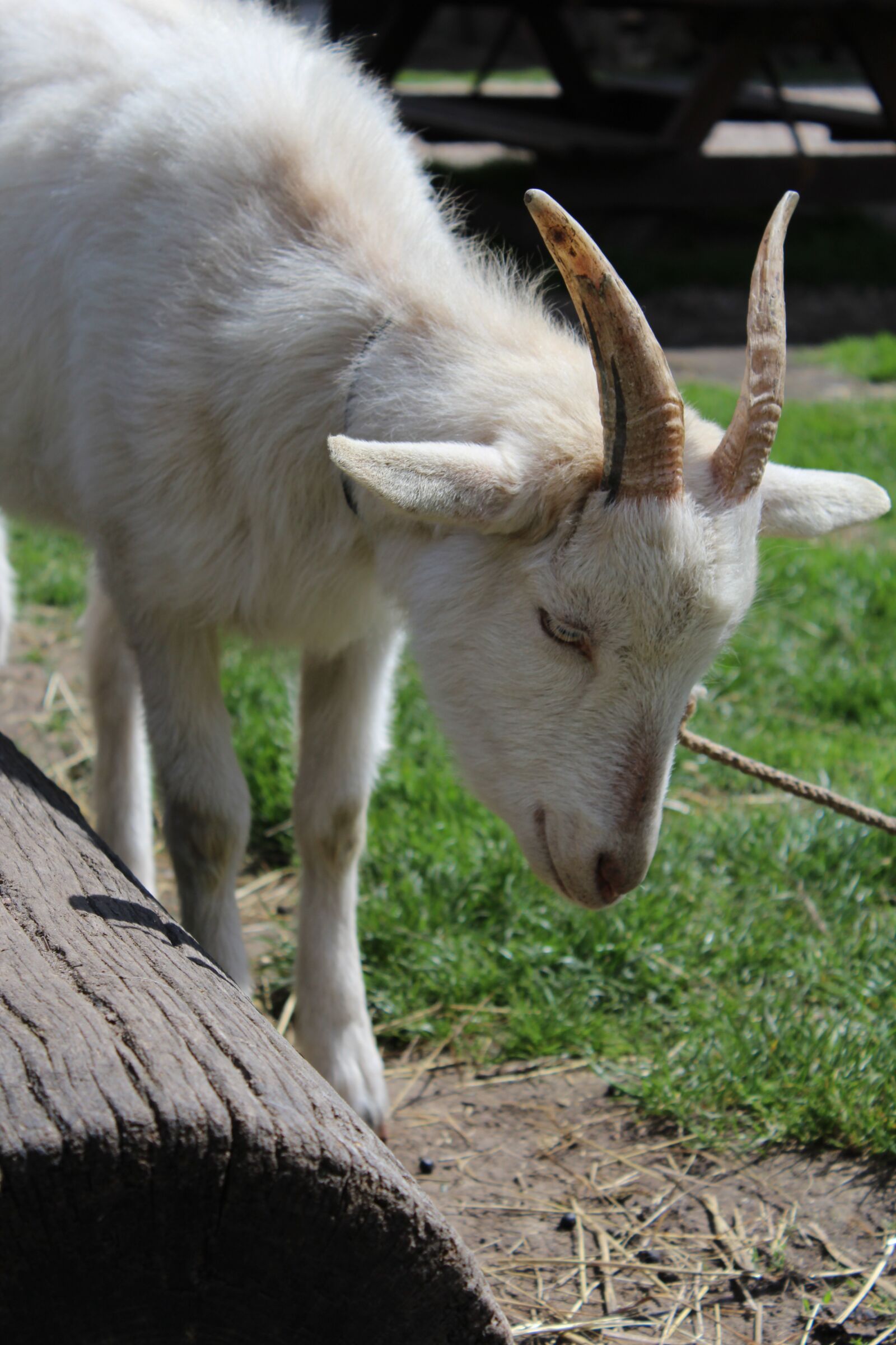 Canon EOS 1200D (EOS Rebel T5 / EOS Kiss X70 / EOS Hi) sample photo. Goat, animal, pet photography