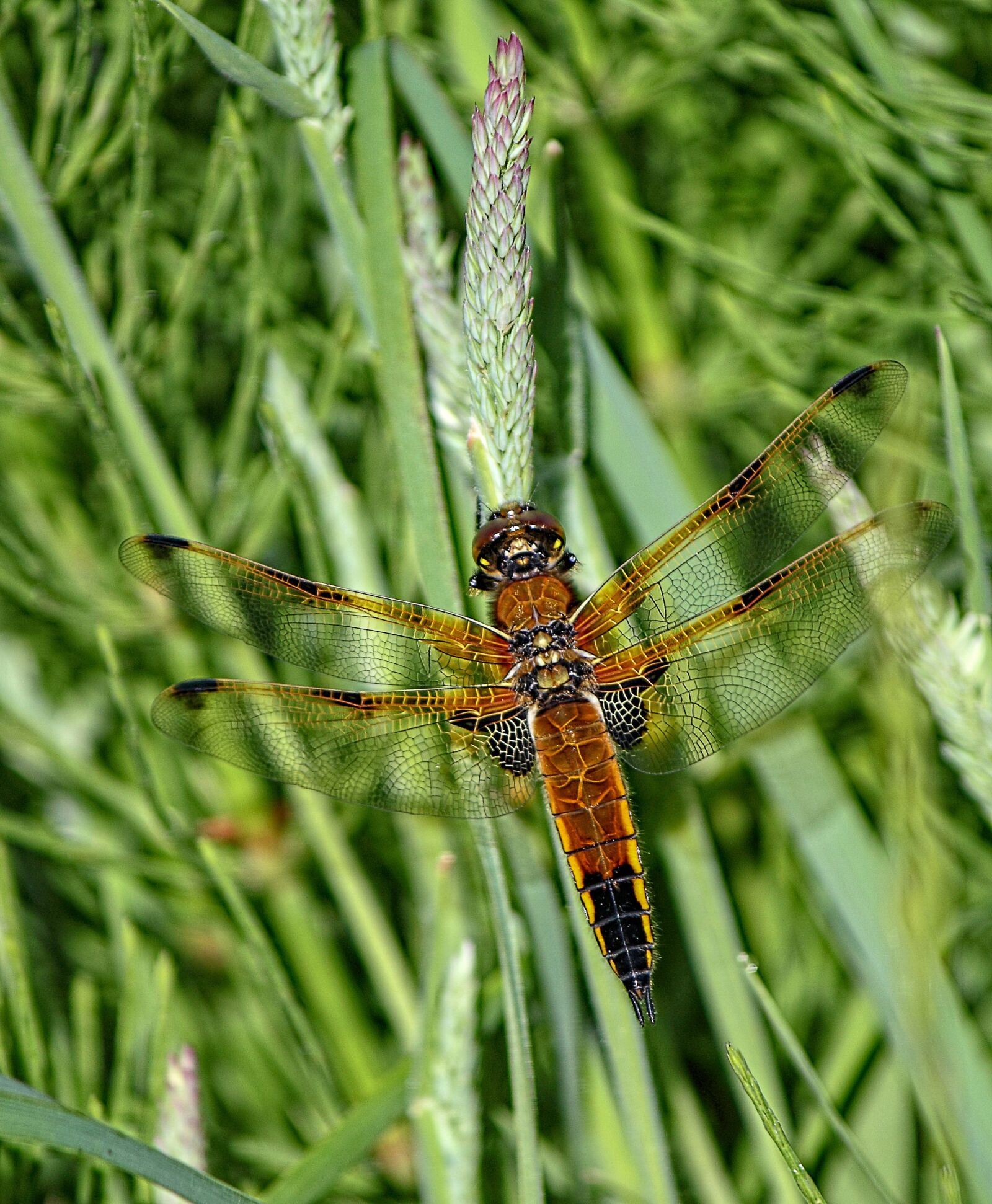Canon EOS 500D (EOS Rebel T1i / EOS Kiss X3) sample photo. Dragonfly, four spotted chaser photography