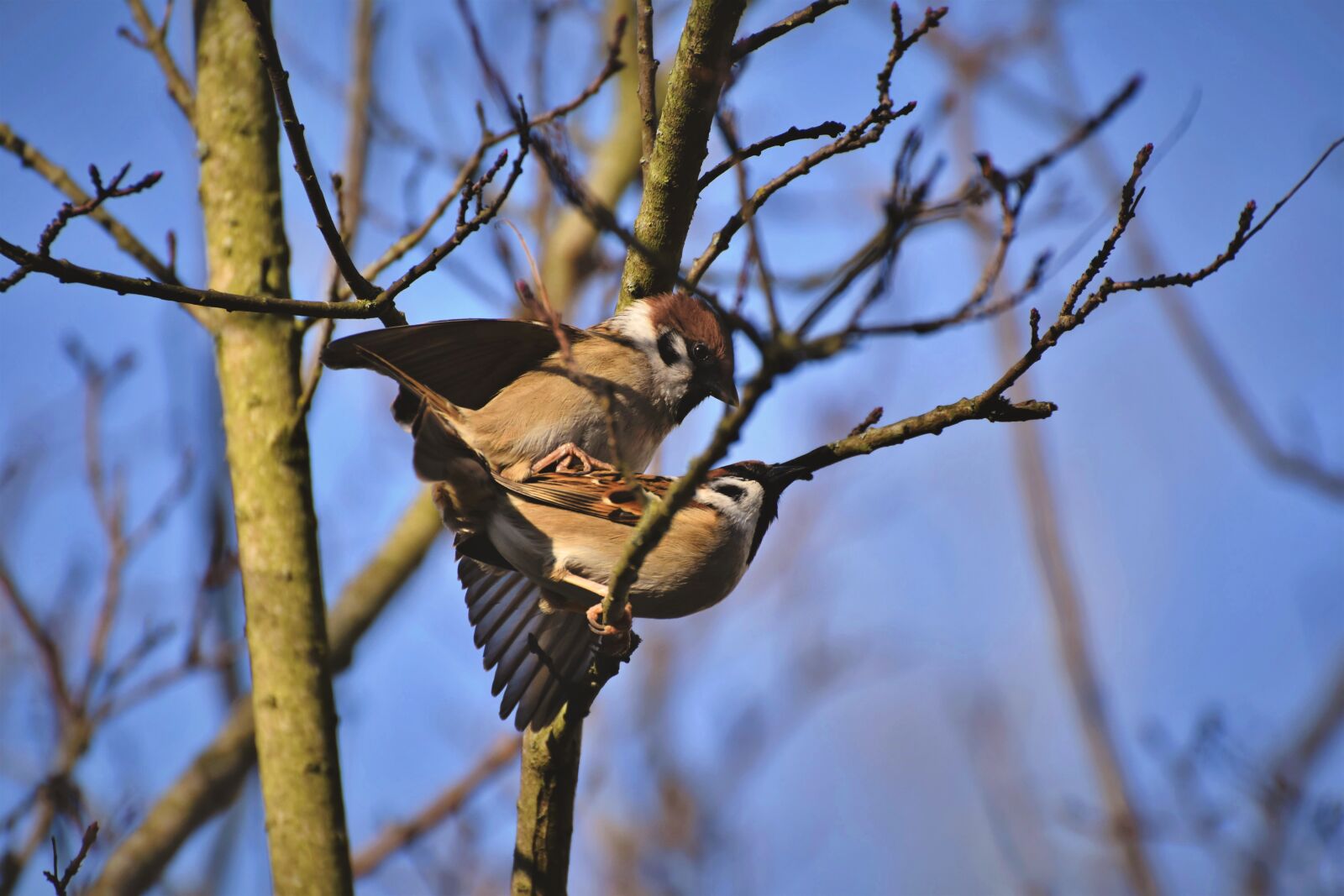 Nikon D7200 sample photo. Sparrow, sperling, bird photography