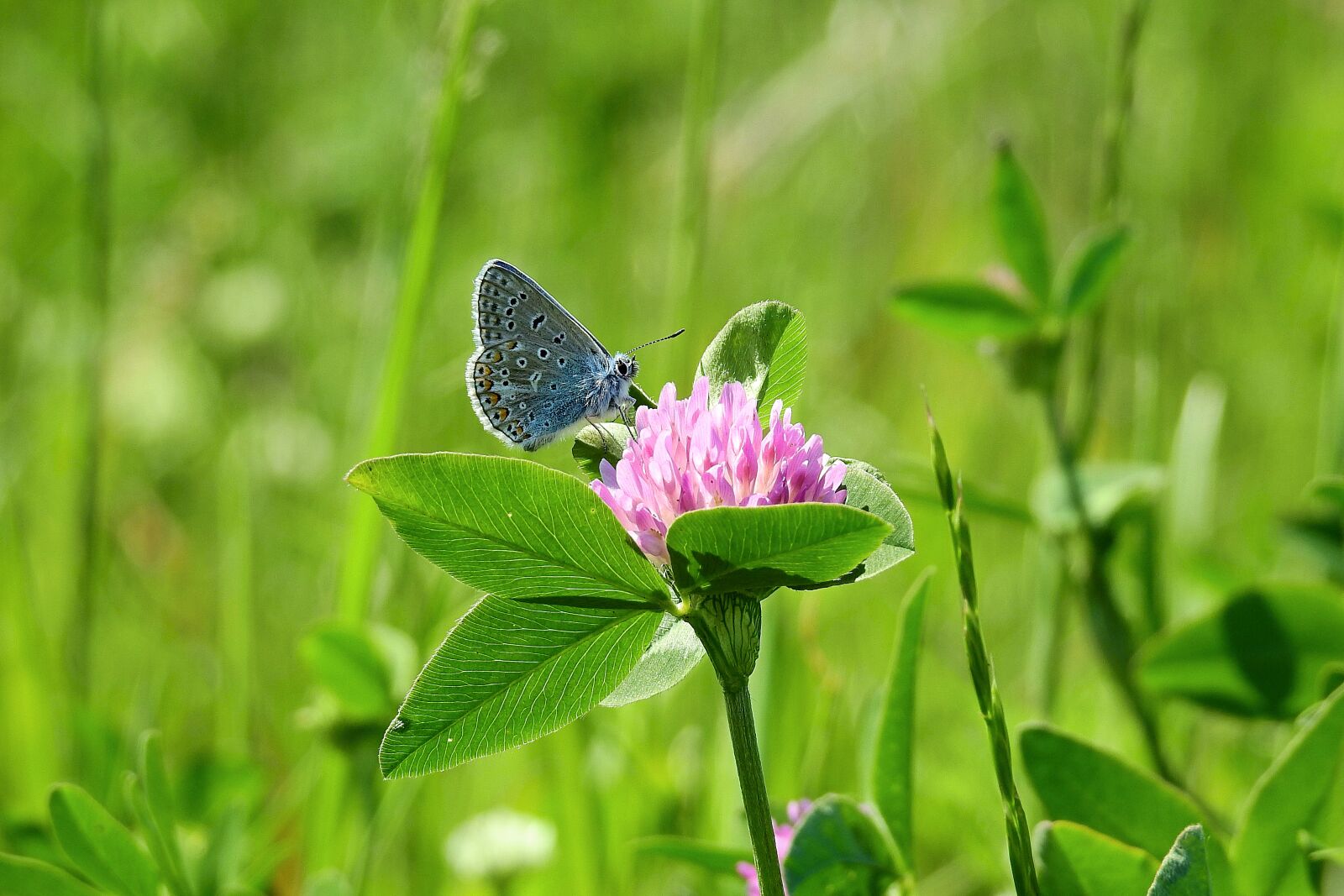 Nikon Coolpix P900 sample photo. Butterfly, meadow, red clover photography