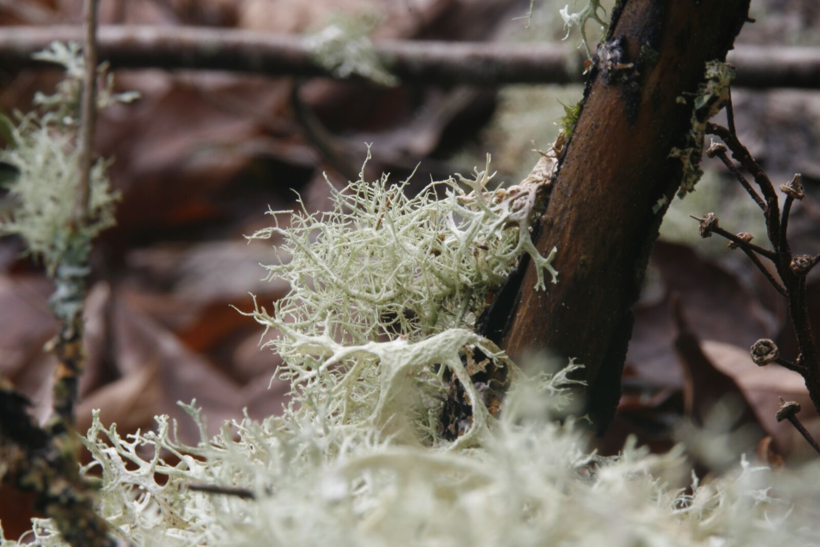Canon EOS 400D (EOS Digital Rebel XTi / EOS Kiss Digital X) sample photo. Fungus, lichen, moss photography