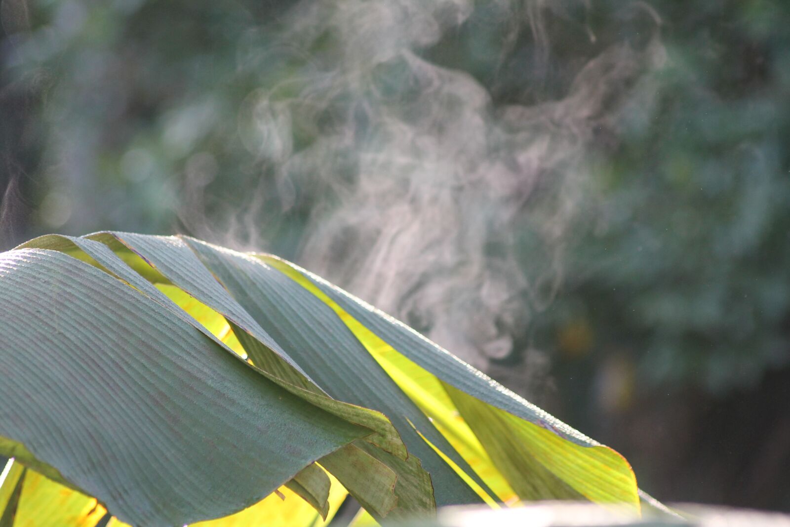 Canon EOS 1100D (EOS Rebel T3 / EOS Kiss X50) sample photo. Banana leaf, serene, banana photography