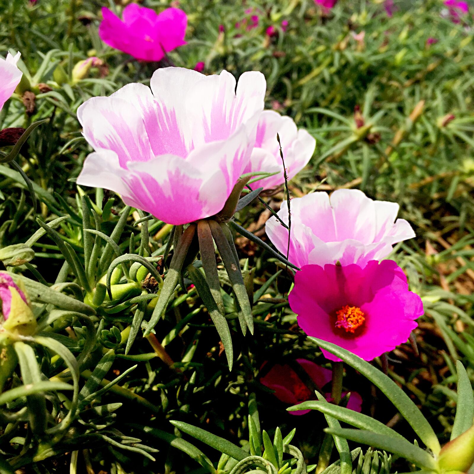 Apple iPhone 6 sample photo. Flowers, green leaf, sunshine photography