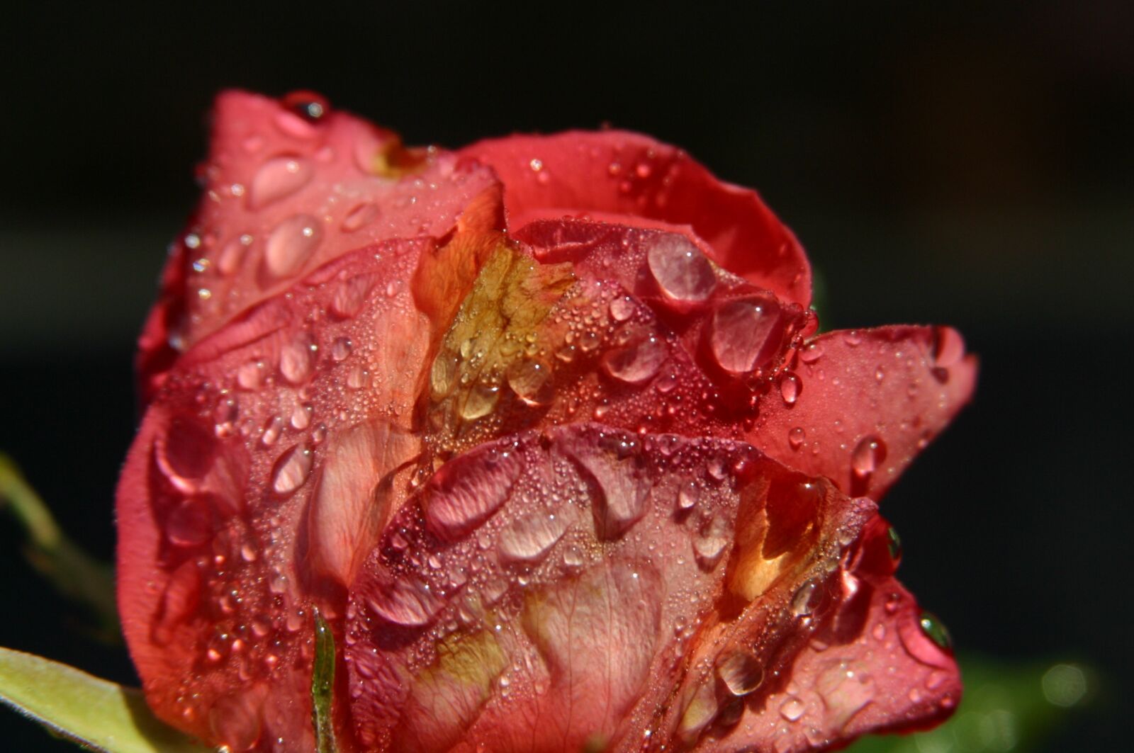 Canon EOS D60 sample photo. Rose, dewdrops, sunlight photography