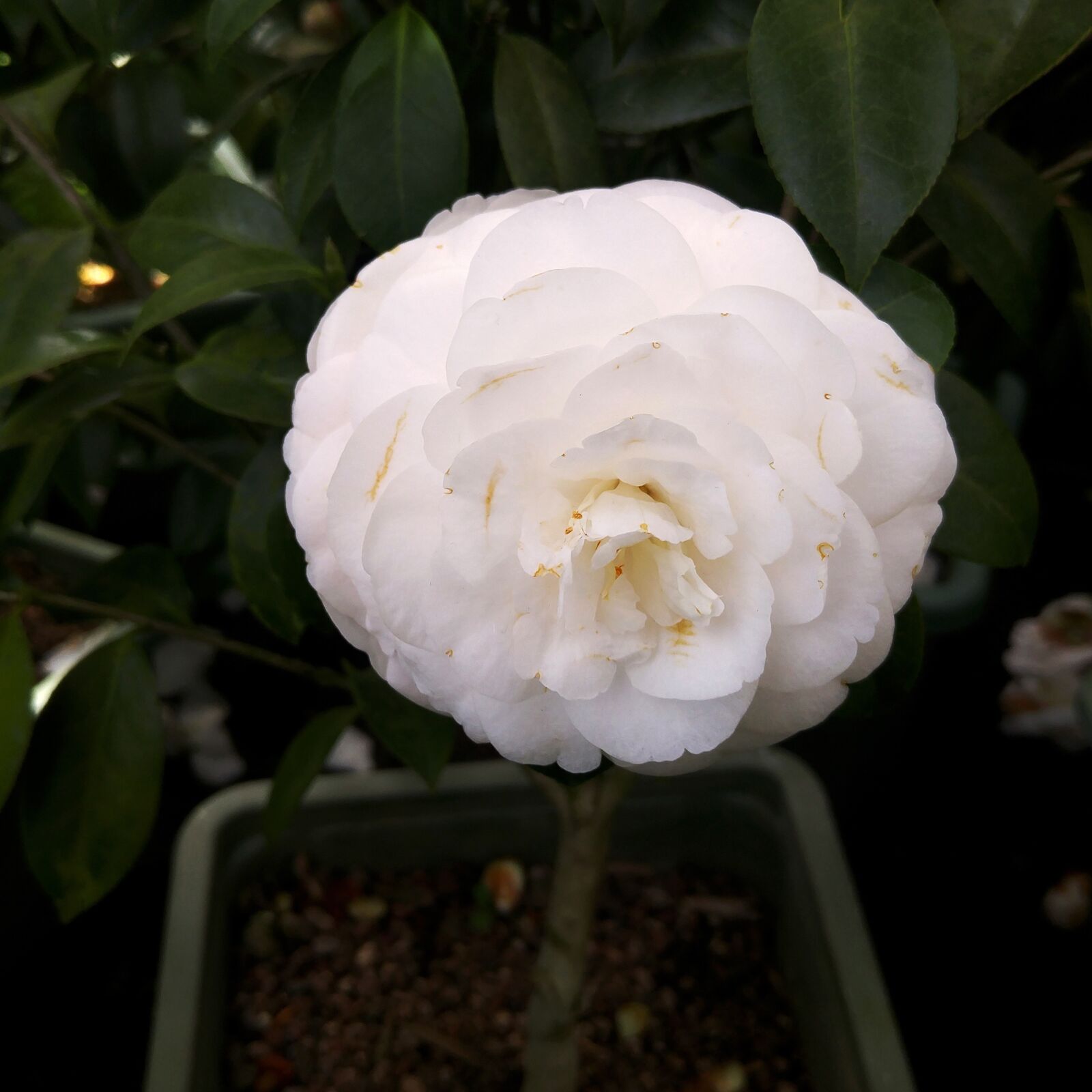 LG G4 sample photo. Flowers, nature, plants photography