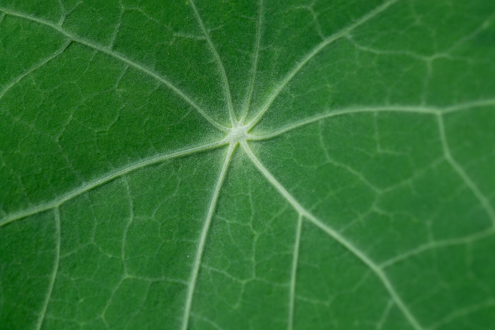 Nikon D7100 sample photo. Leaf, kohlrabi leaf, green photography