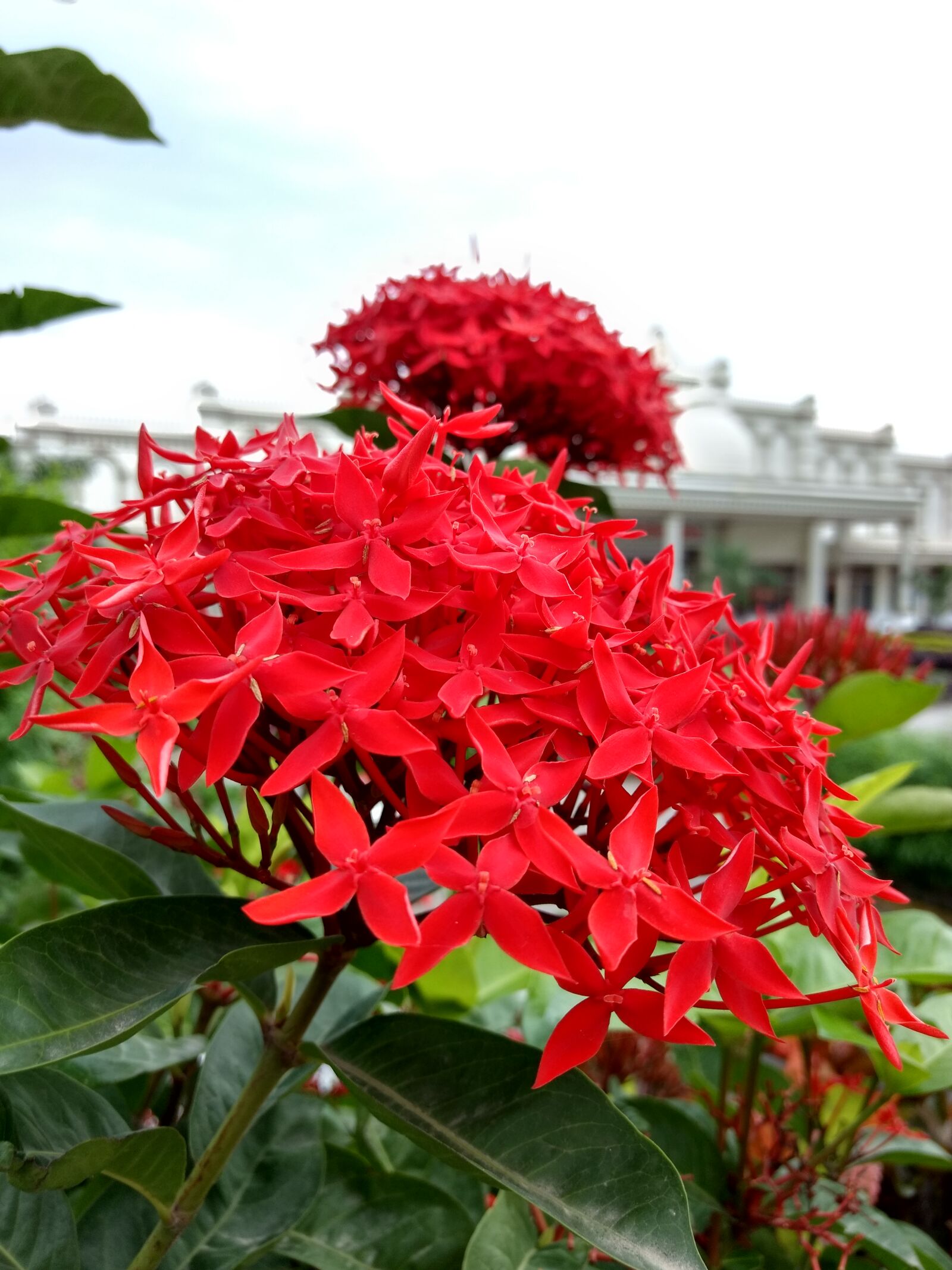 Motorola Moto G (4) sample photo. Red, flower, at, devnagri photography